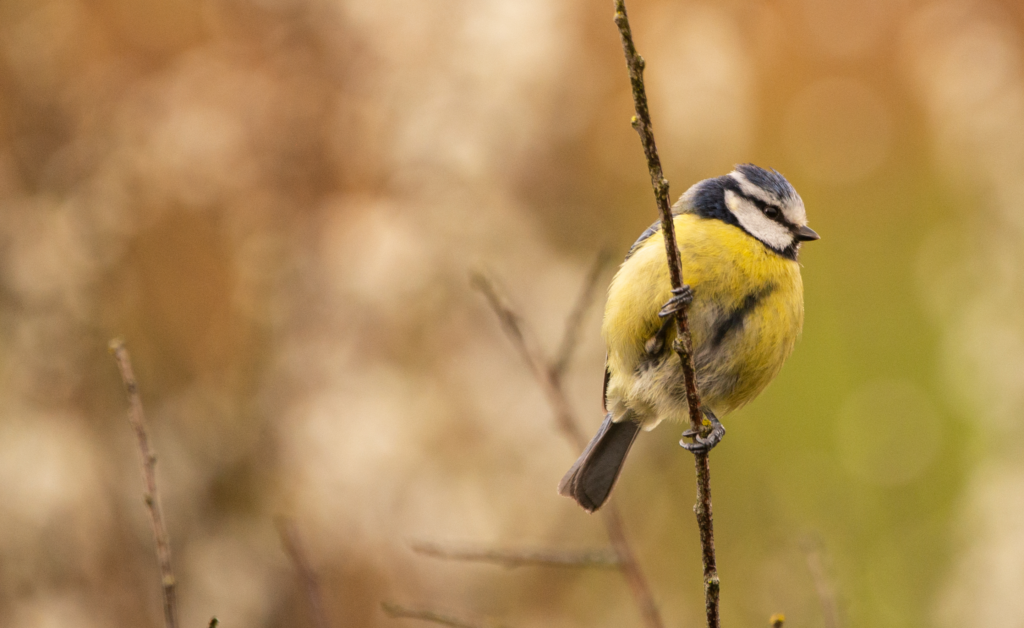 Blue Tit on a branch