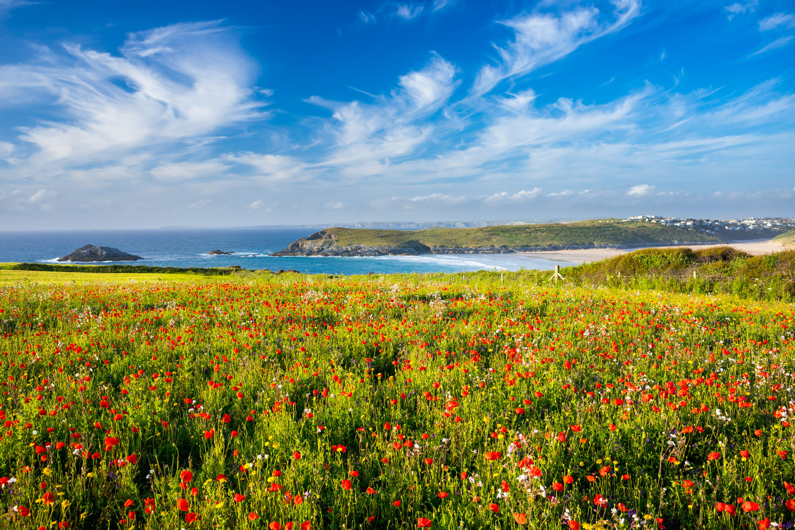 Field of Poppies and wild flowers overlooking Crantock Beach near Newquay Cornwall England UK Europe.