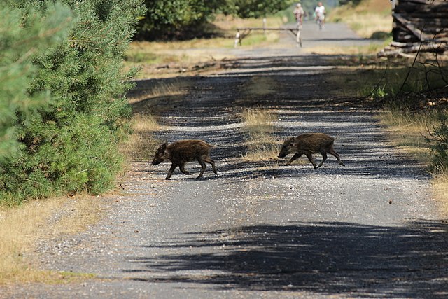 Wild Boar piglets running across the road in a national park park with the sun out.