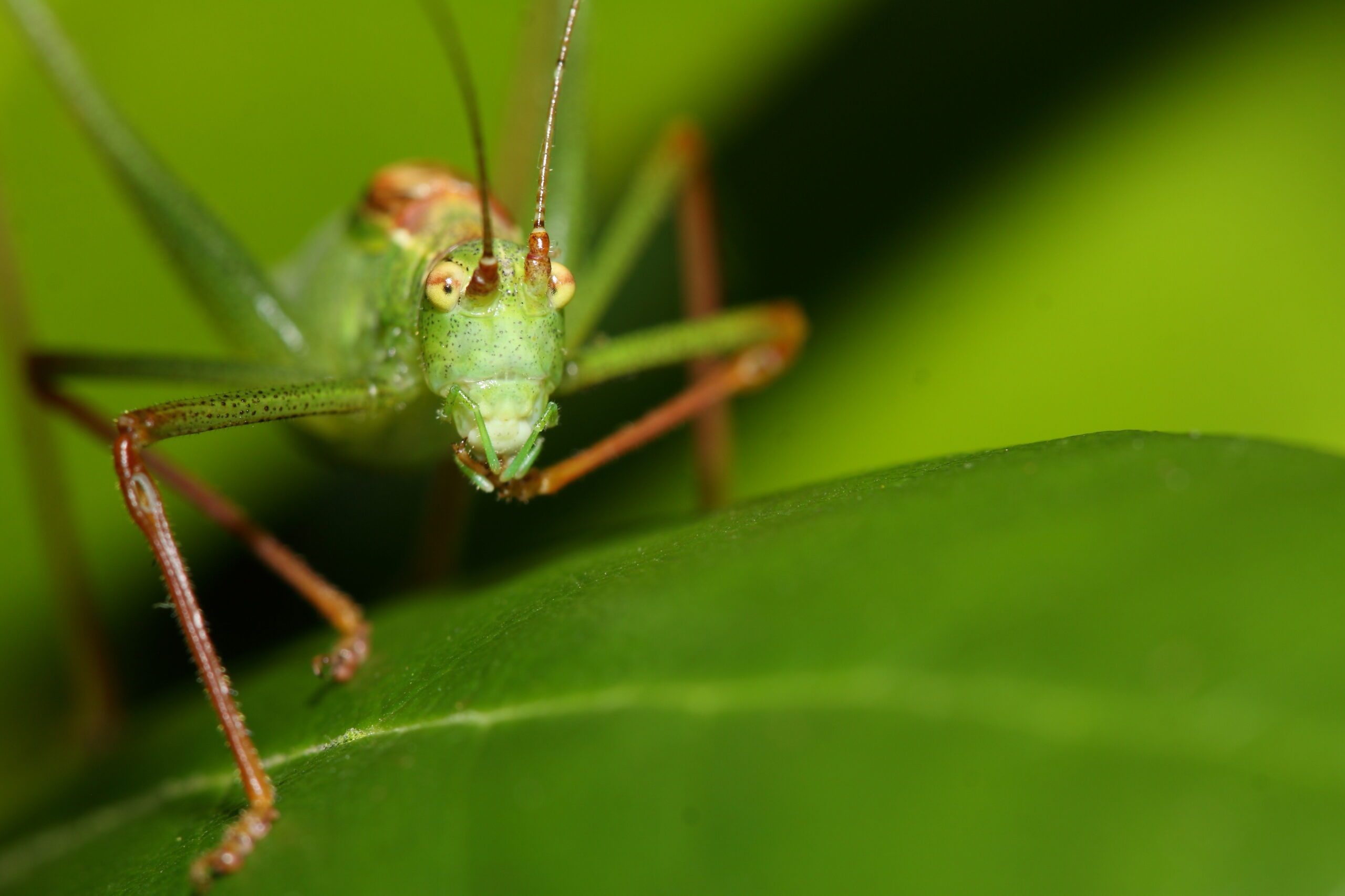 Cricket on a leaf in a garden.