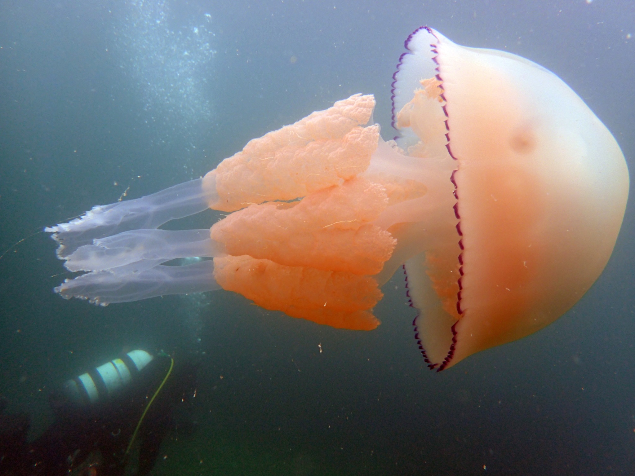 Barrel Jellyfish swimming left to right with a scuba diver below it.