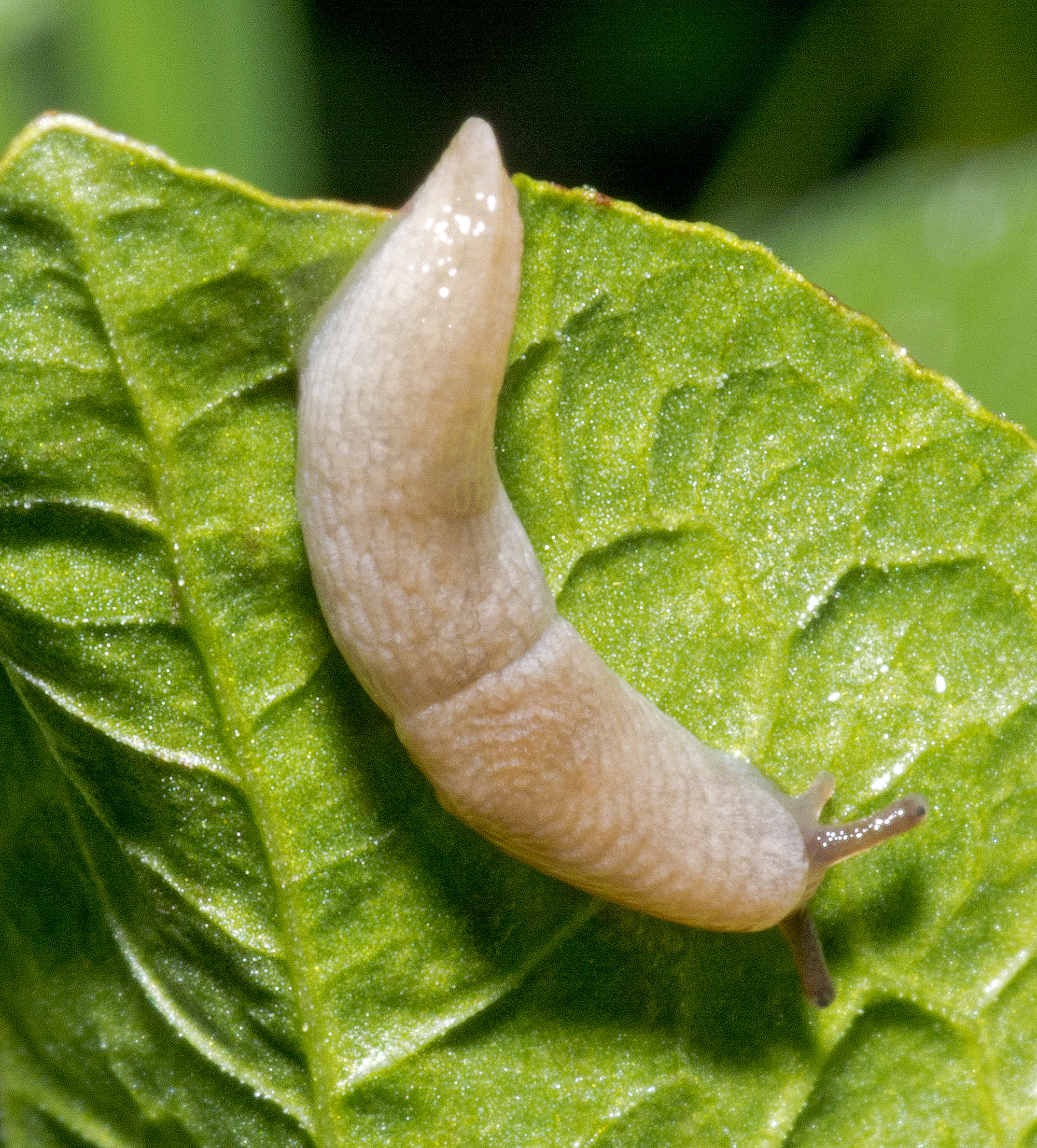 Netted Slug - Deroceras reticulatum sliding down a leaf.