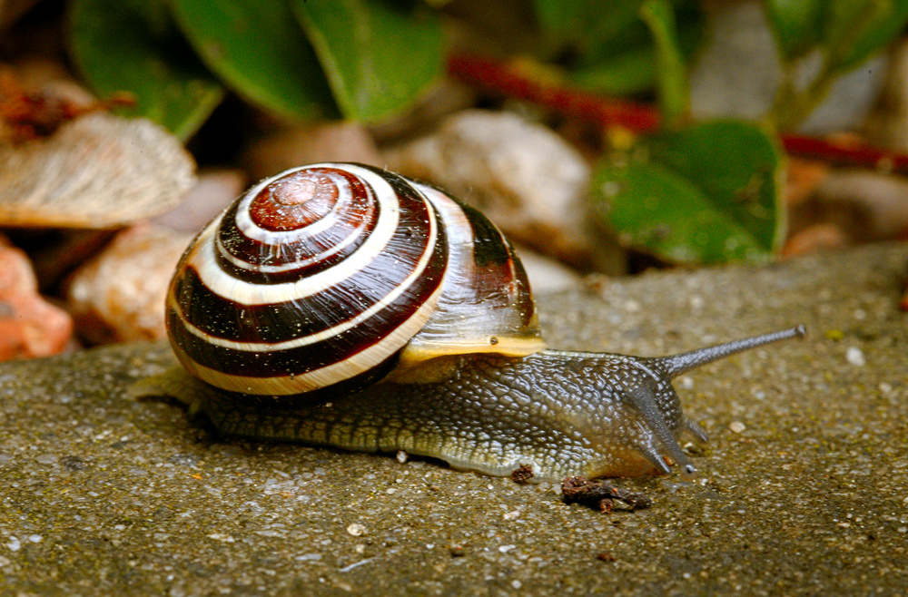 White-lipped snail on concrete by hedera.baltica.