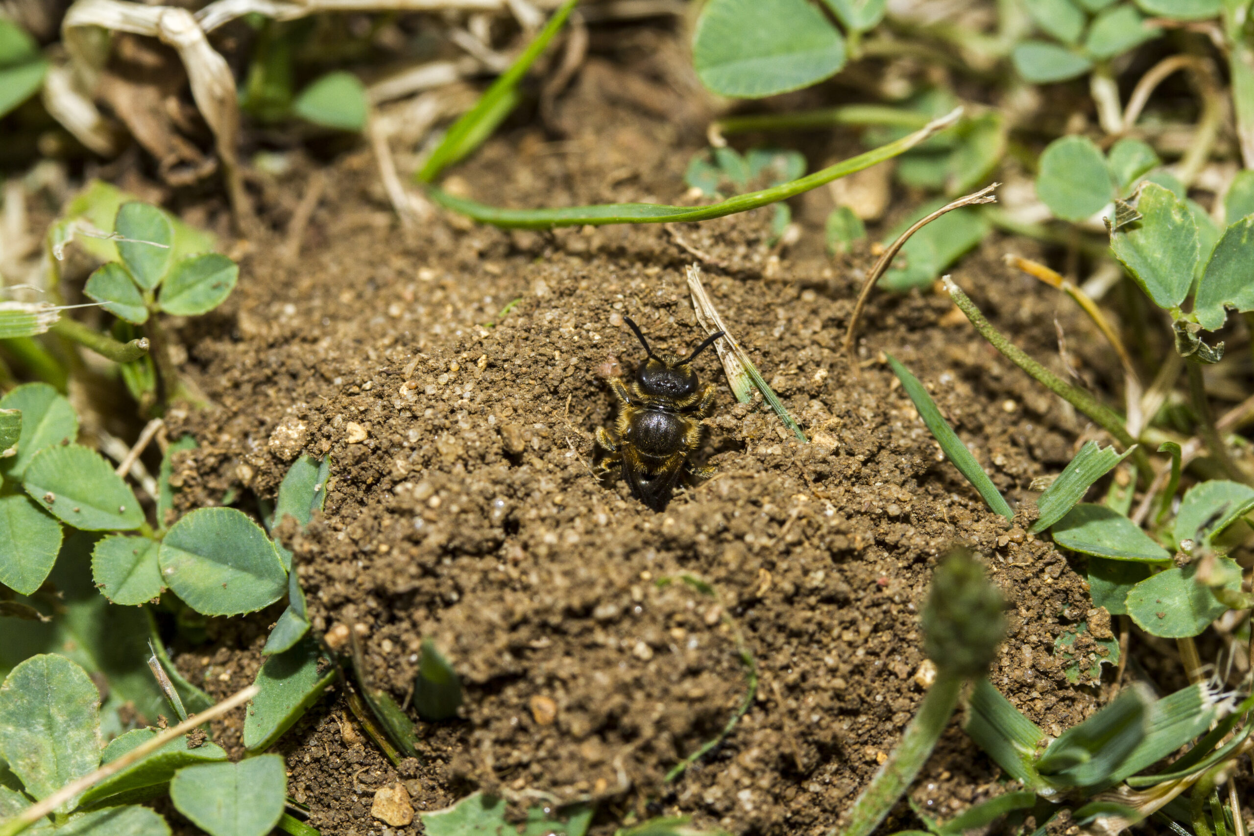 A solitary bee coming out of a nest in the ground with grass and clover around it.