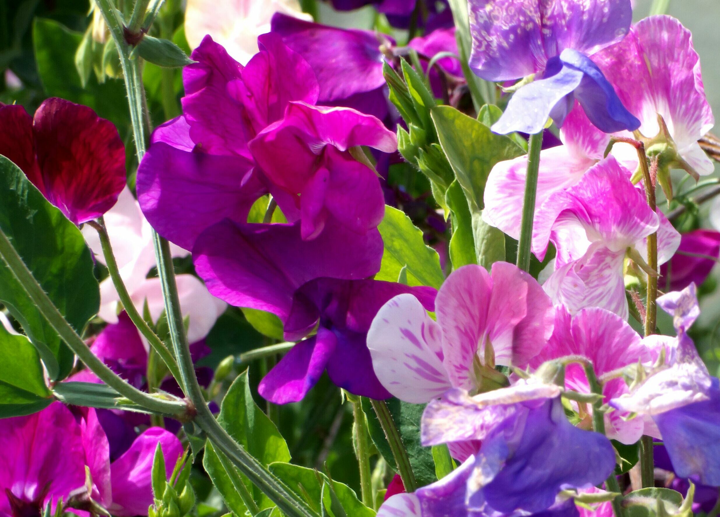 Close up of lots of Sweet Peas in mixed colours including pink, fusia, purple and white.