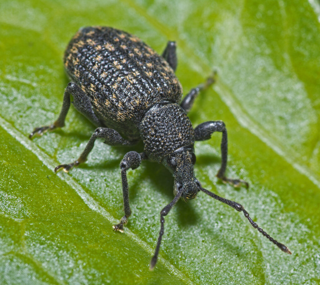 Vine Weevil, Otiorhynchus sulcatus by AJC1 on a leaf.