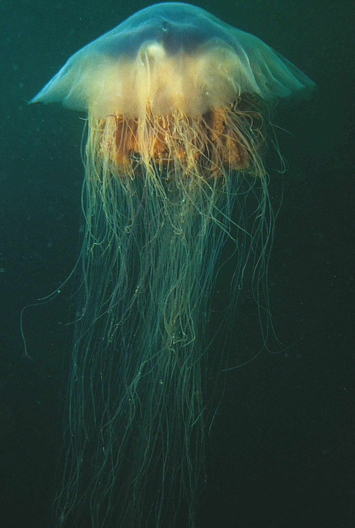 The lion's mane jellyfish (Cyanea capillata) swimming in the sea by Derek Keats.