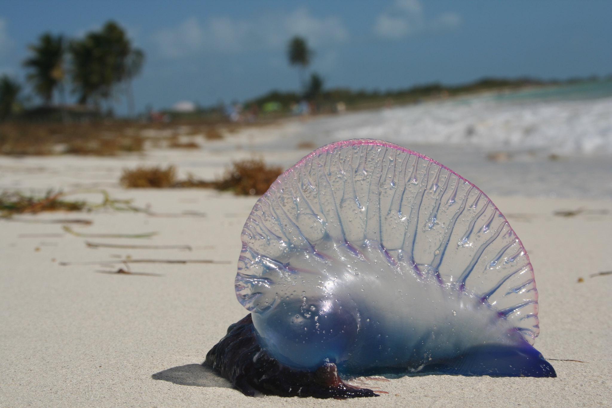 PortugueseMan o' War washed up on a sandy beach.