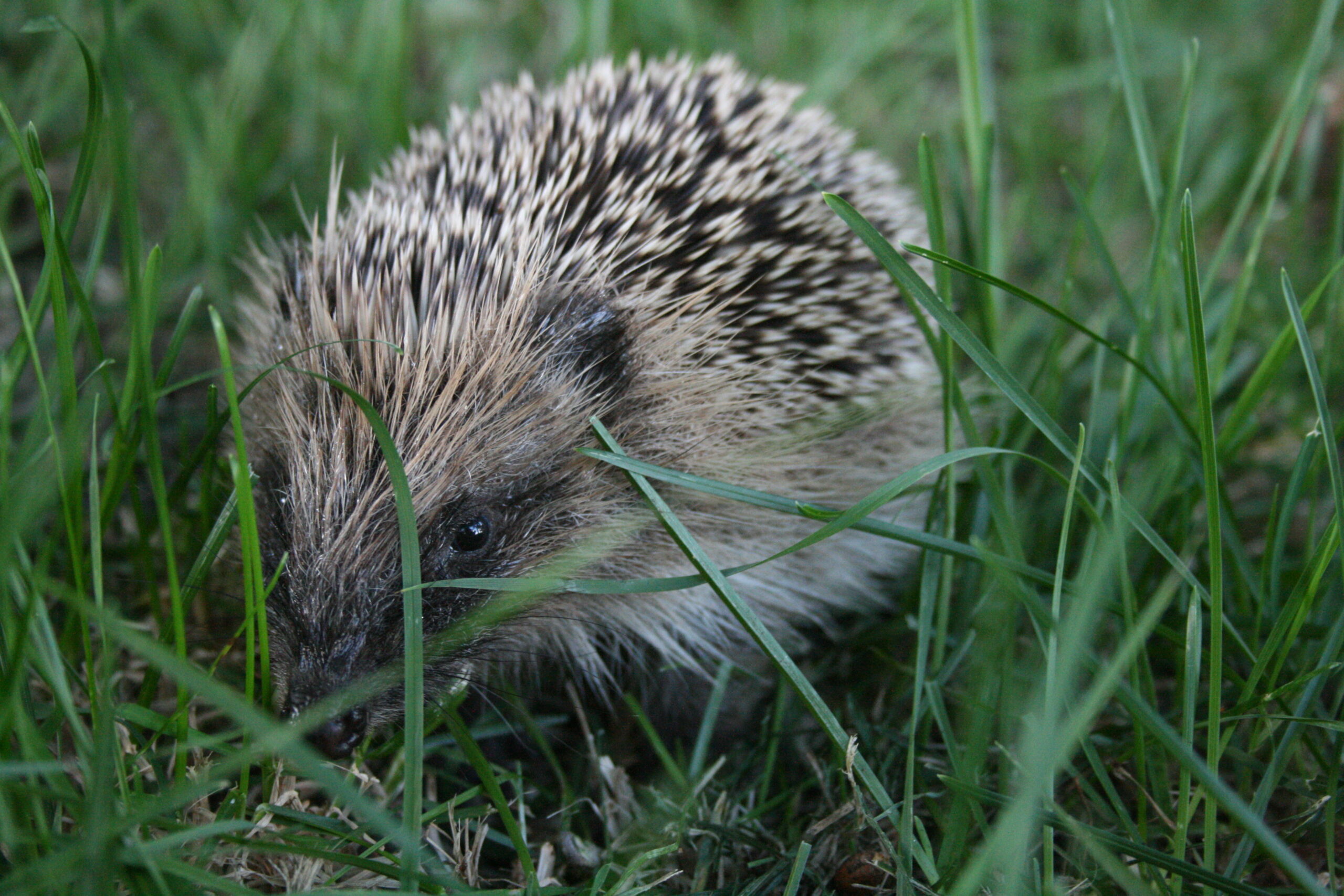 Close up photograph of a New Zealand Hedgehog walking through long grass.