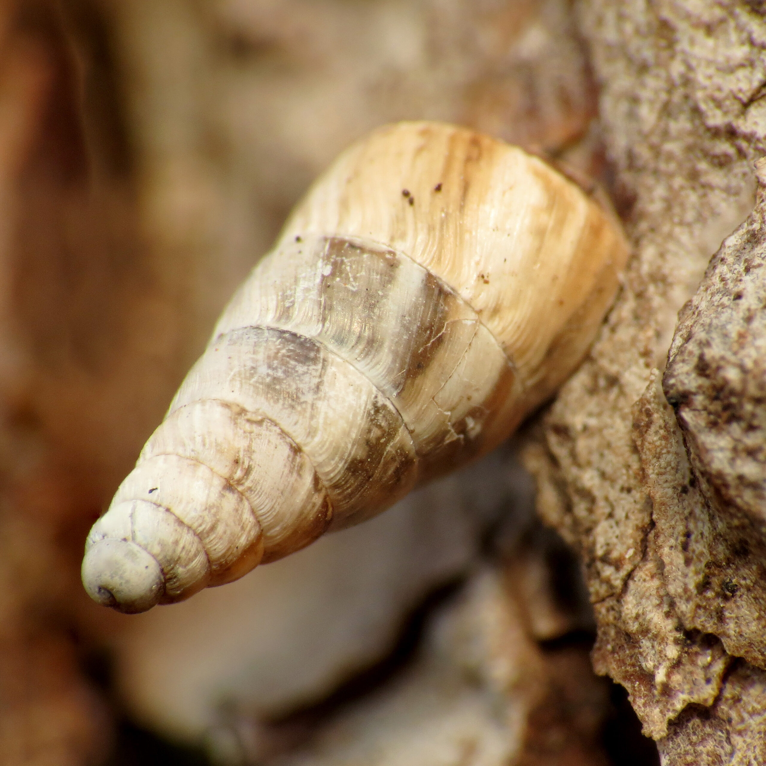 Pointed Snail attached to a tree.