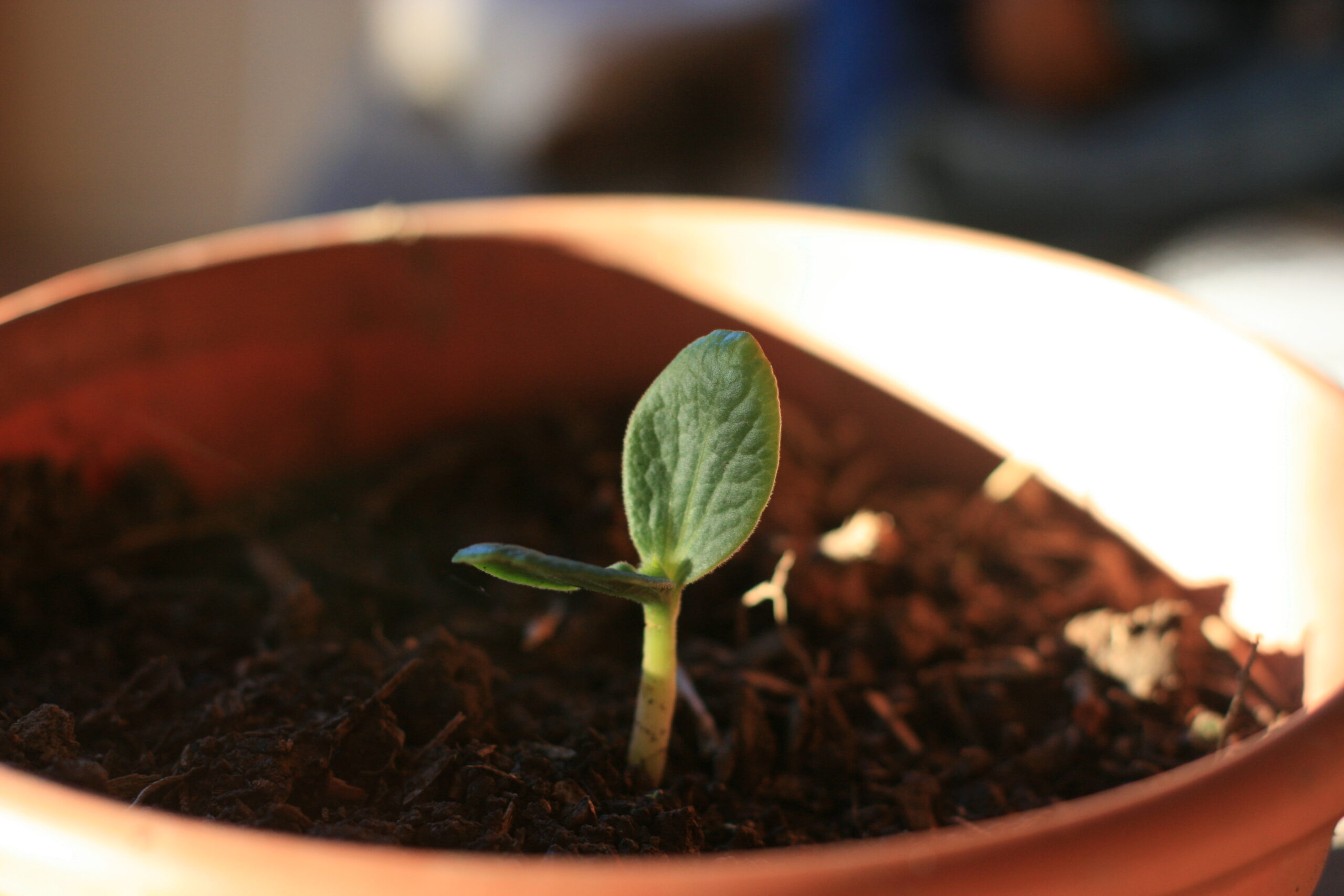 Small green seedling in a terracotta pot in compost.