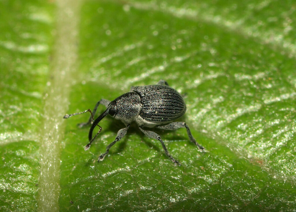 Willow Gall Weevil - Curculio salicivorus walking across a leaf.