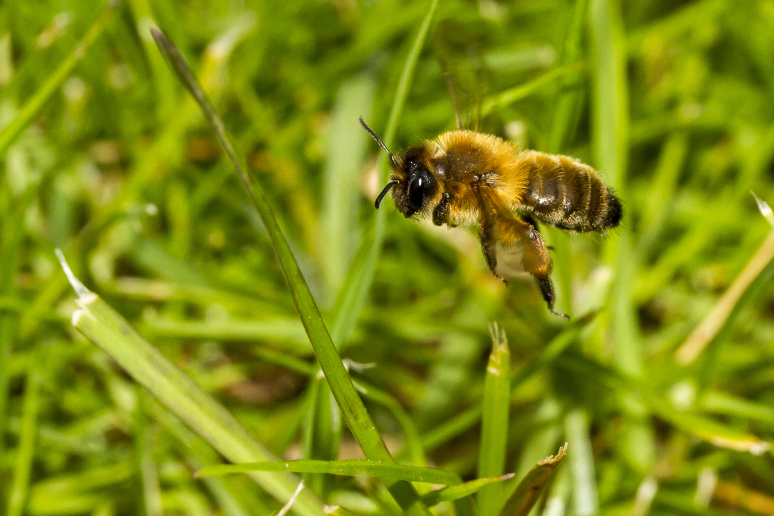 A close up of a bee in flight flying across grass.