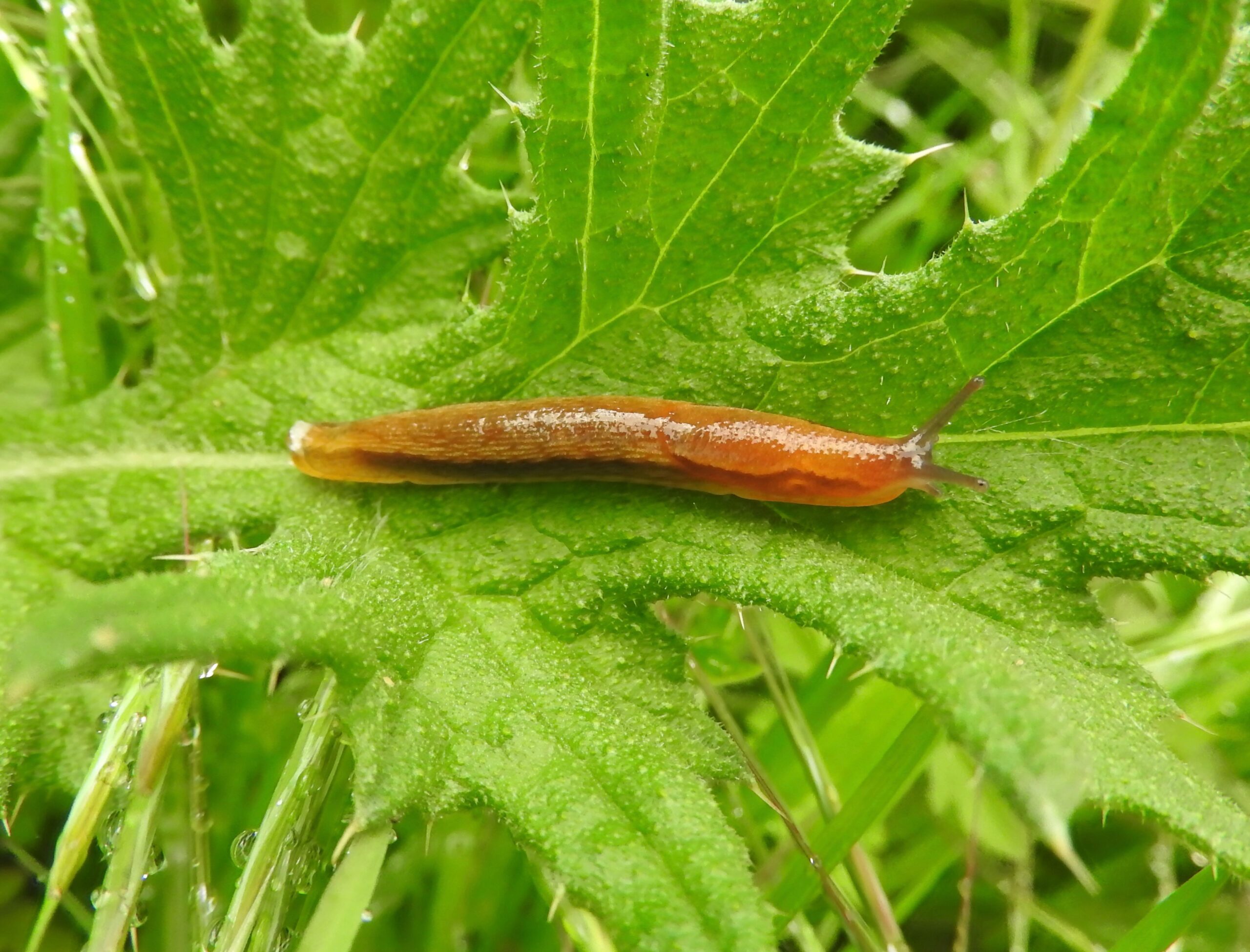 Slug sliding across a leaf from left to right.