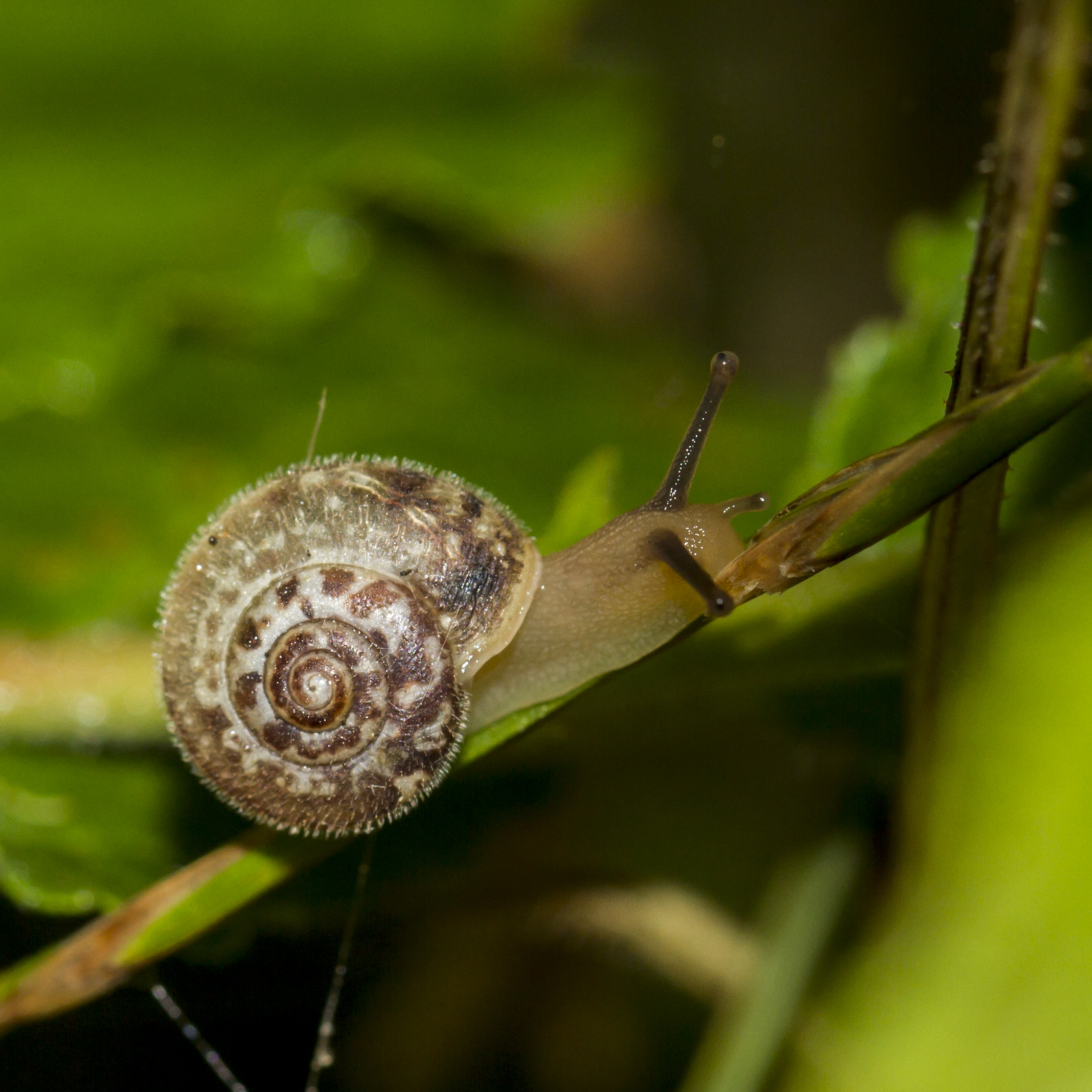 Trochulus hispidus - Hairy Snail climbing up a branch.