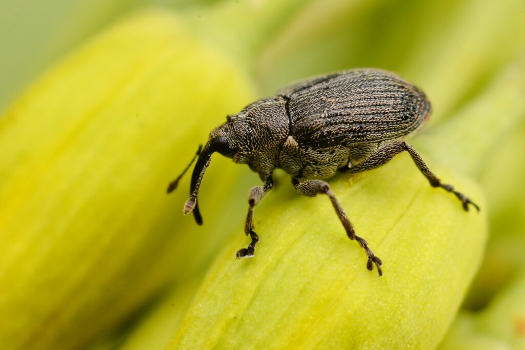 Ceutorrhynchus assimilis (cabbage seed weevil) walking down a yellow flower bud.