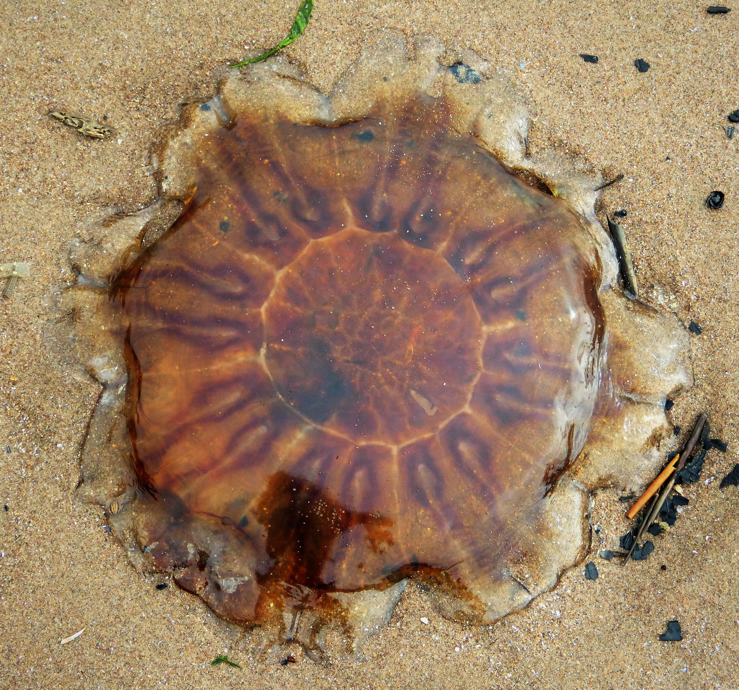 Lion's Mane Jellyfish Cyanea capillata washed up on the sand.