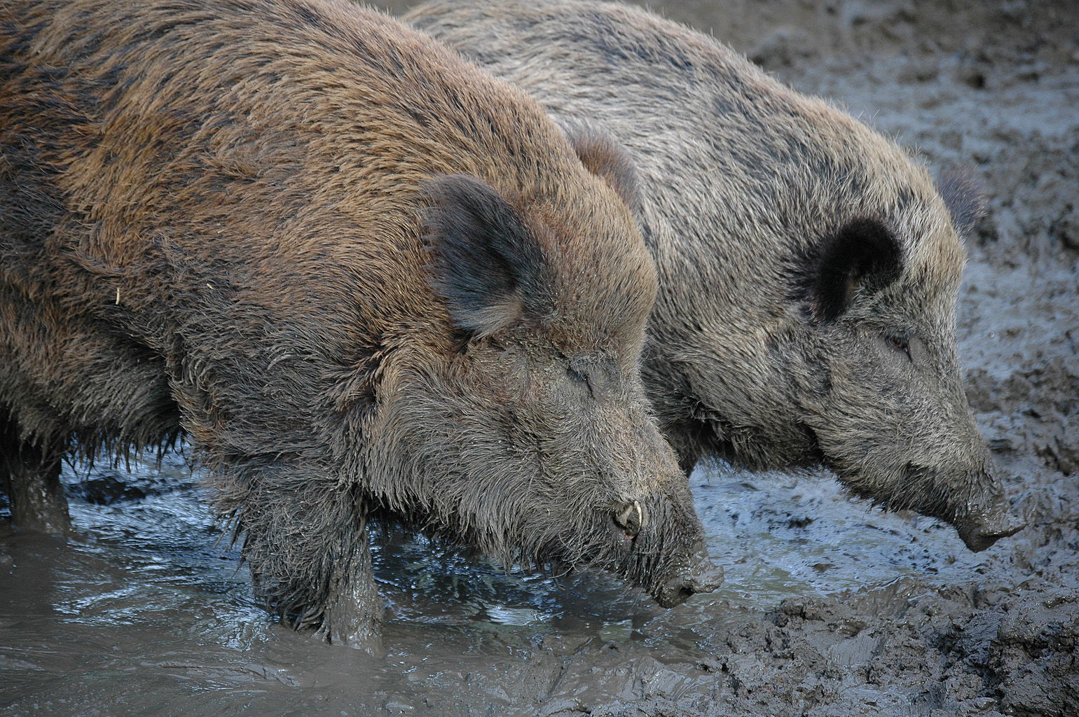 Close up image of two wild boar walking through mud with their snouts and feet covered in wet mud.