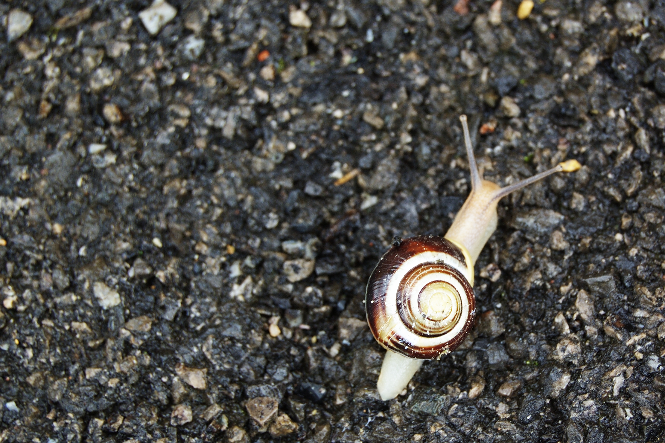 Snail at Walkley, Sheffield, crawling across stones.