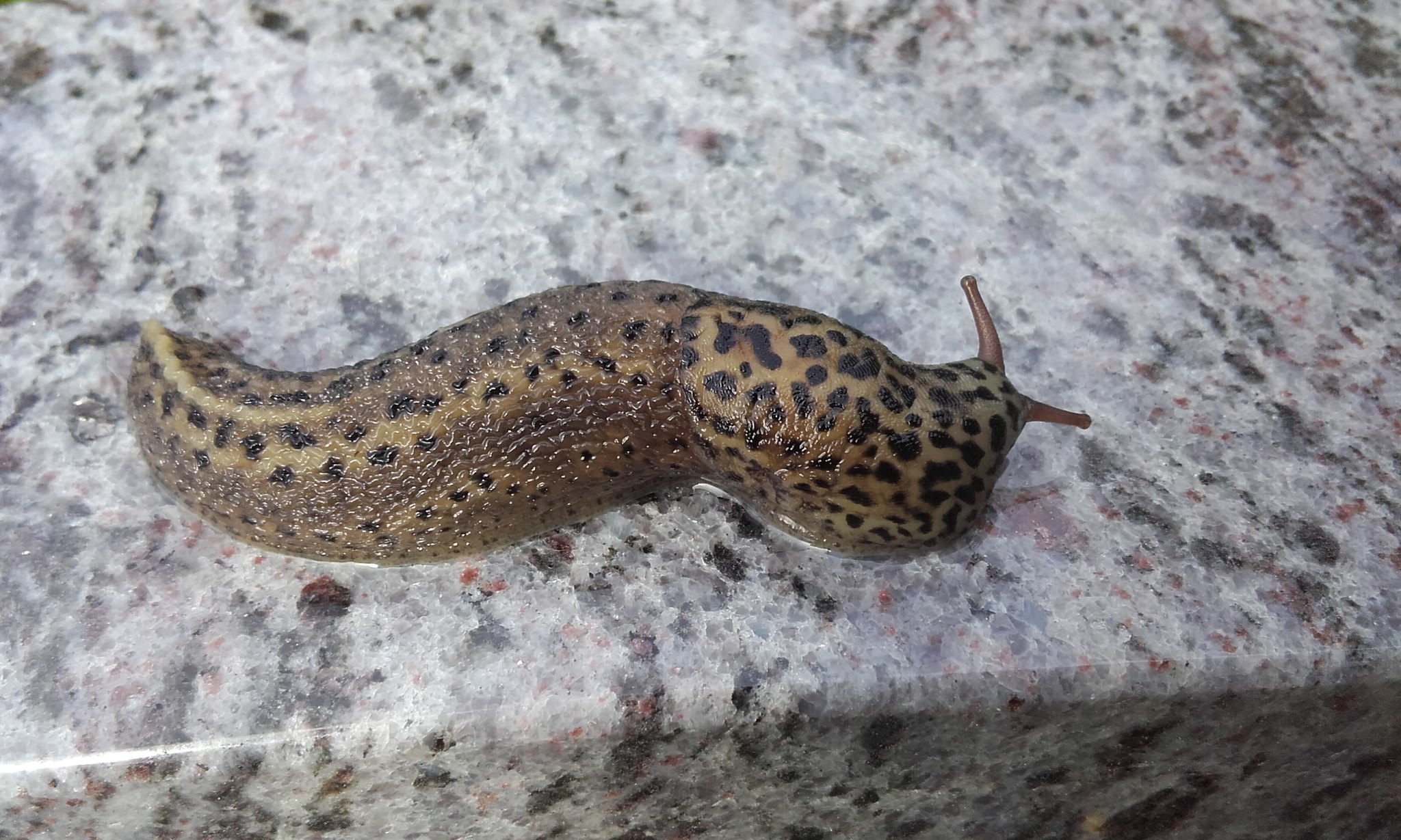 Leopard slug on a marble stone.