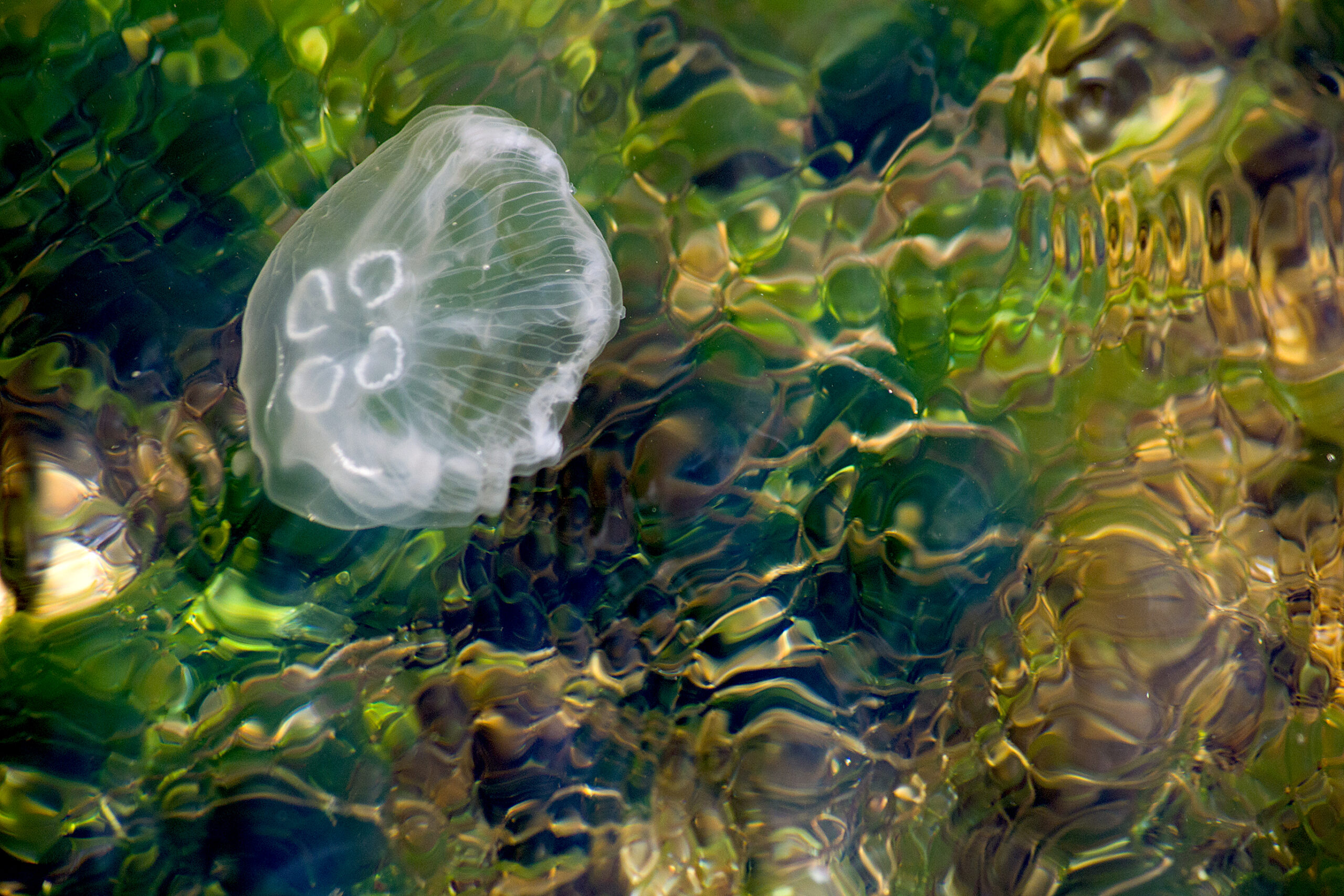 Aurelia aurita / Moon Jellyfish swimming along a bed of seaweed.