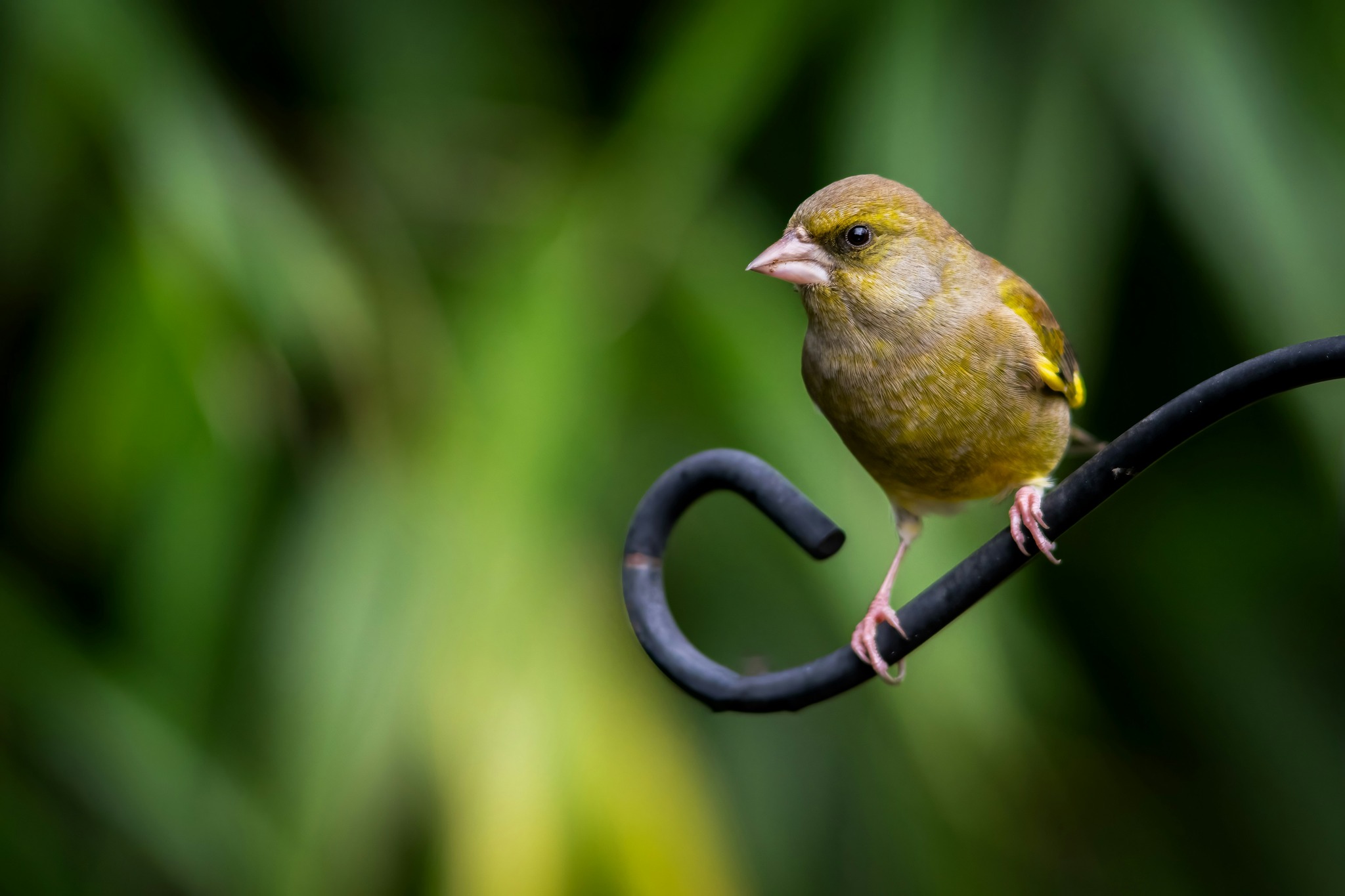 Greenfinch perched on a piece of metal.