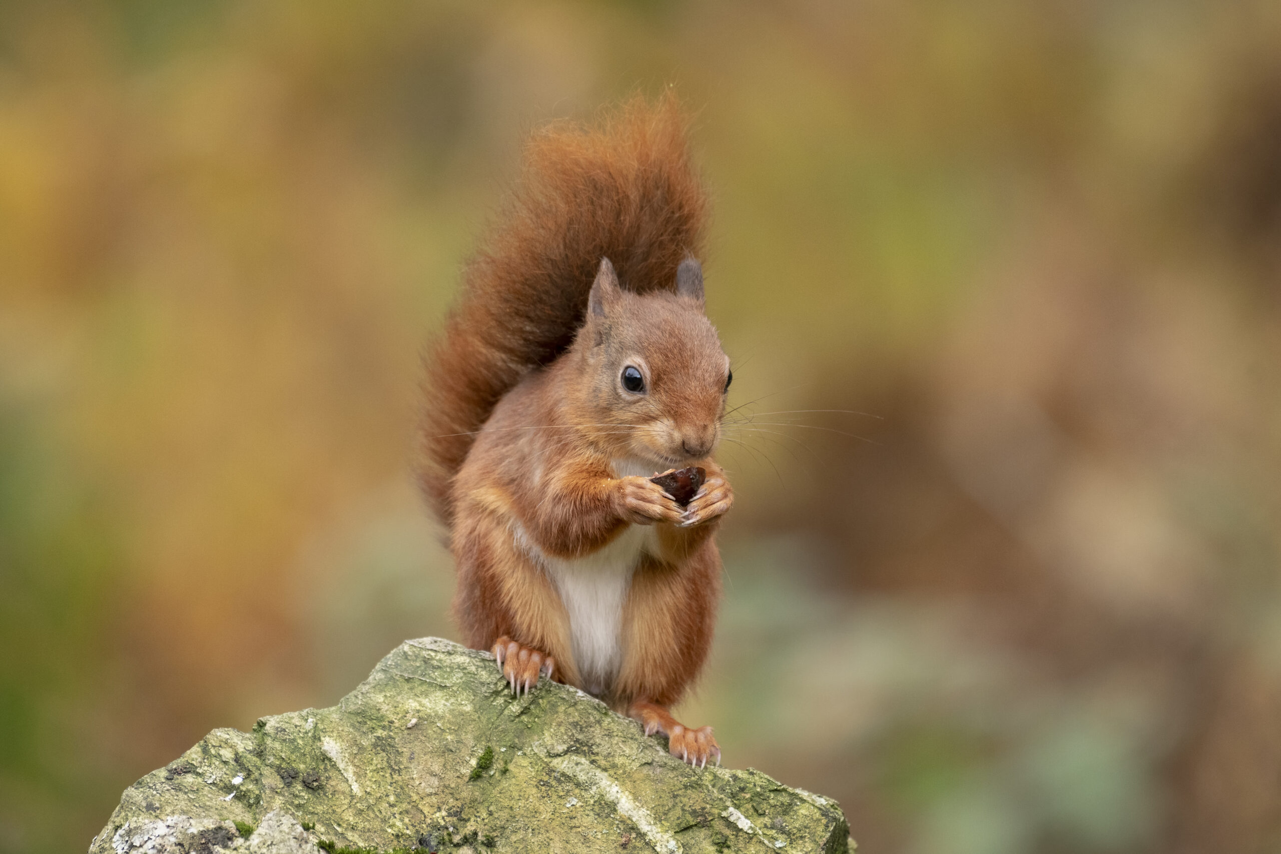 A close up of a Red Squirrel stood on its hind legs on a rock eating a nut it's holding in it's front paws.