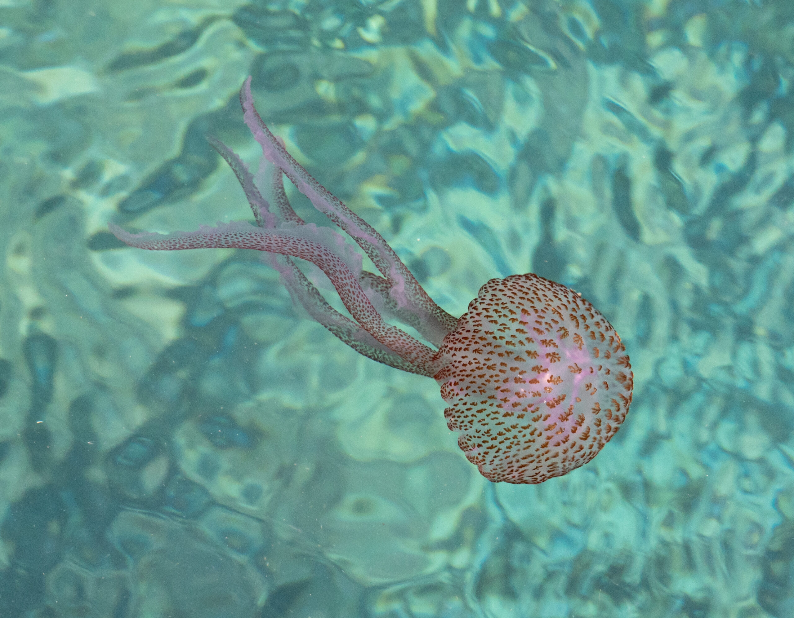 Mauve Stinger Pelagia noctiluca swimming in clear blue waters.