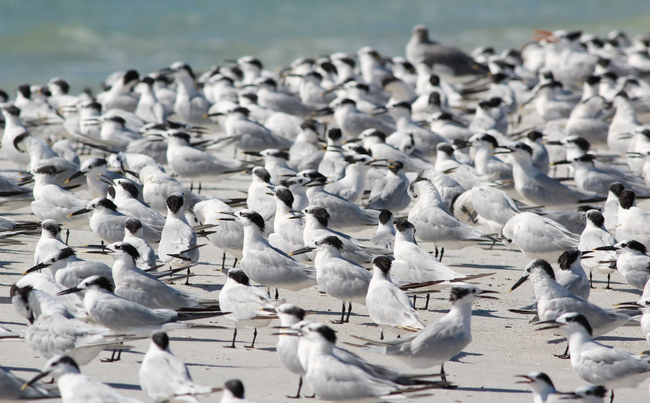 Sandwich Terns stood on a beach in a colony looking out to sea.