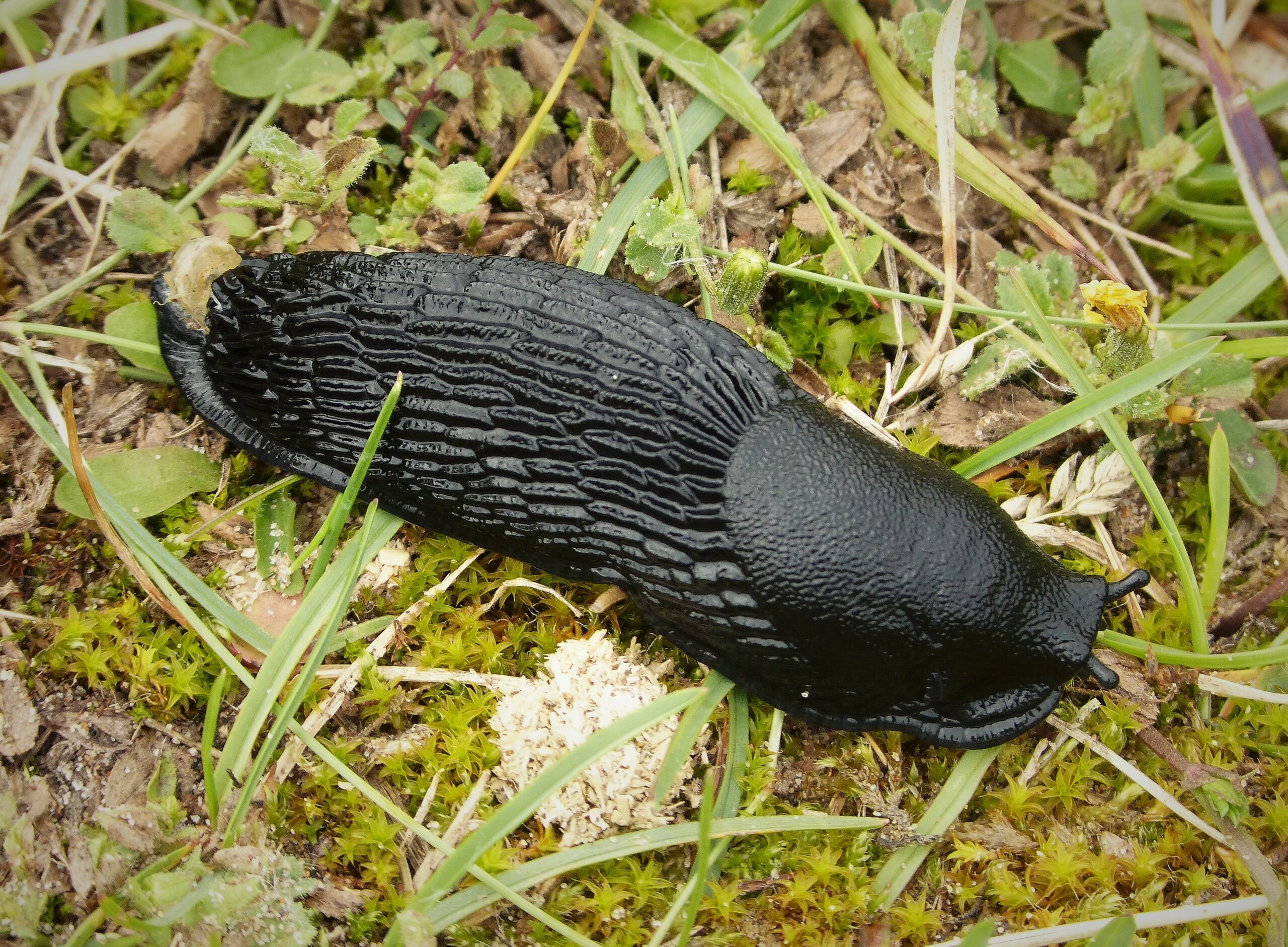 Arion ater. Large Black Slug, on grass.