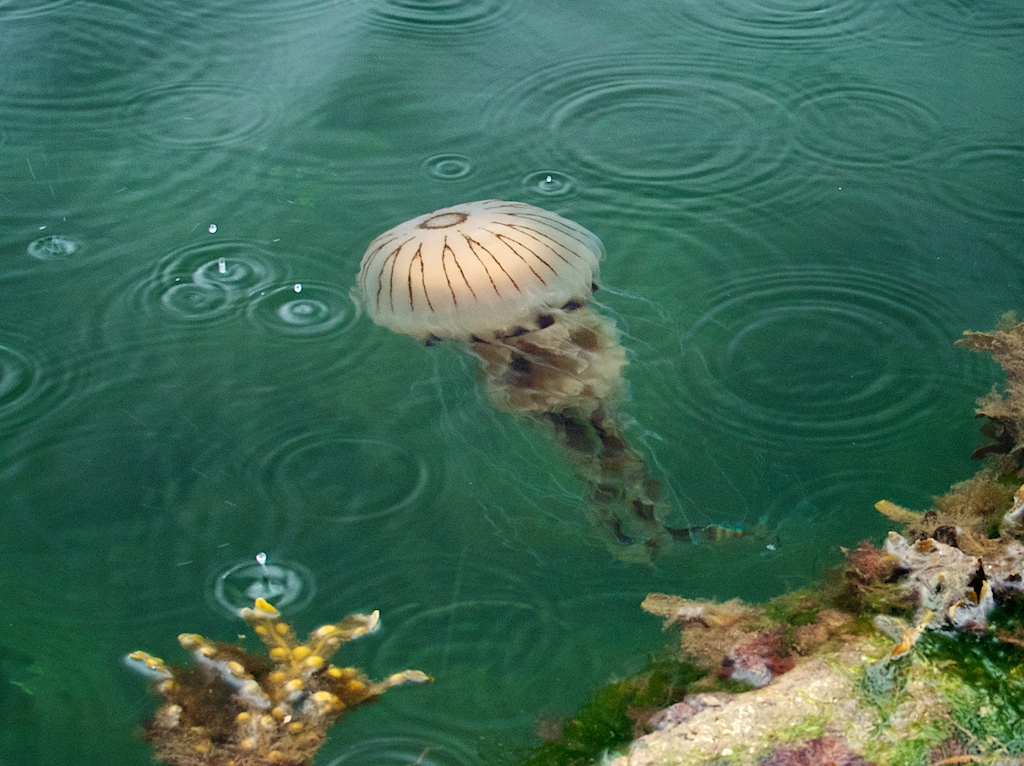 Compass Jellyfish (Chrysaora hysoscella) swimming on the surface by the edge of the harbour in County Cork, Ireland.