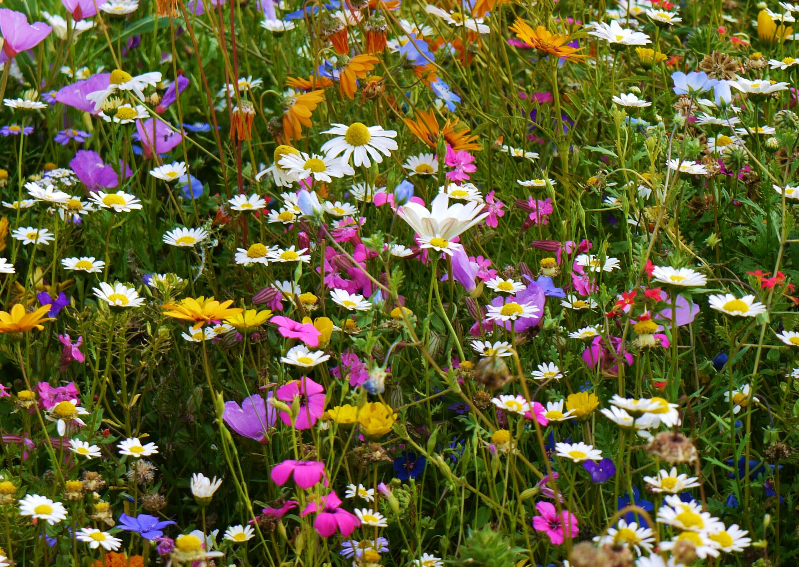 Wild Flower Bed showing a mix of pink, white, yellow and purple flowers.