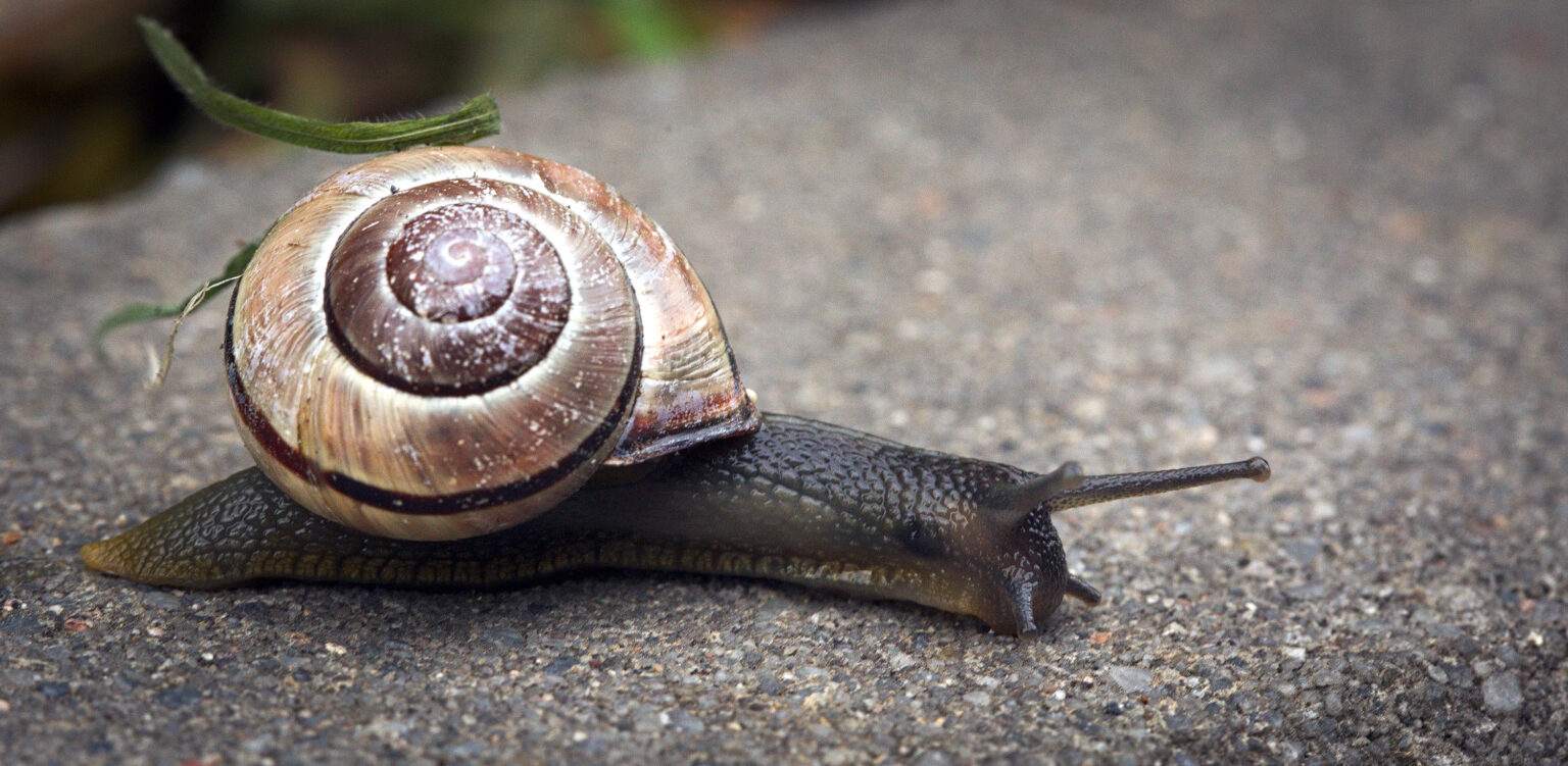 The NHBS Guide to UK Snail Identification