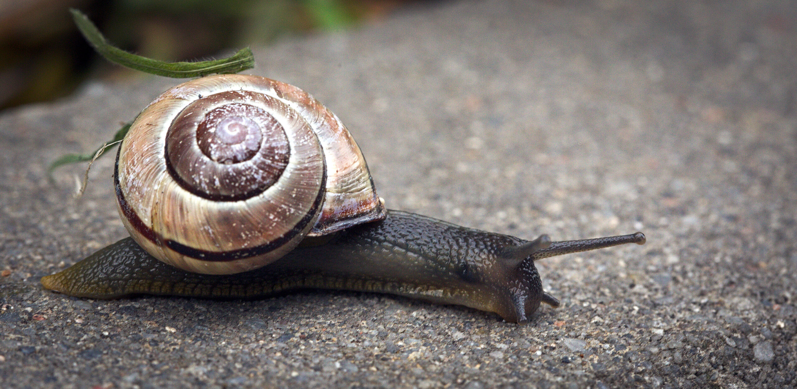 Brown-lipped snail travelling across a concrete pavement.