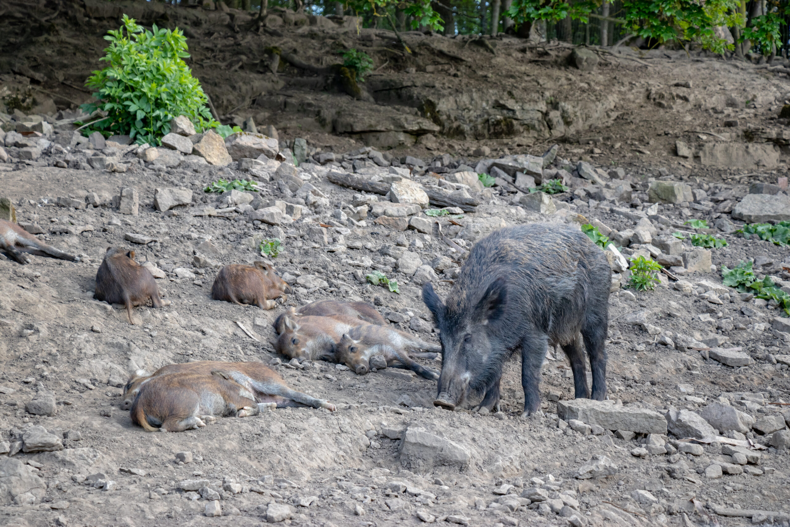 Wild boar and 7 piglets lead down on a rocky bank in the Yorkshire Dales.