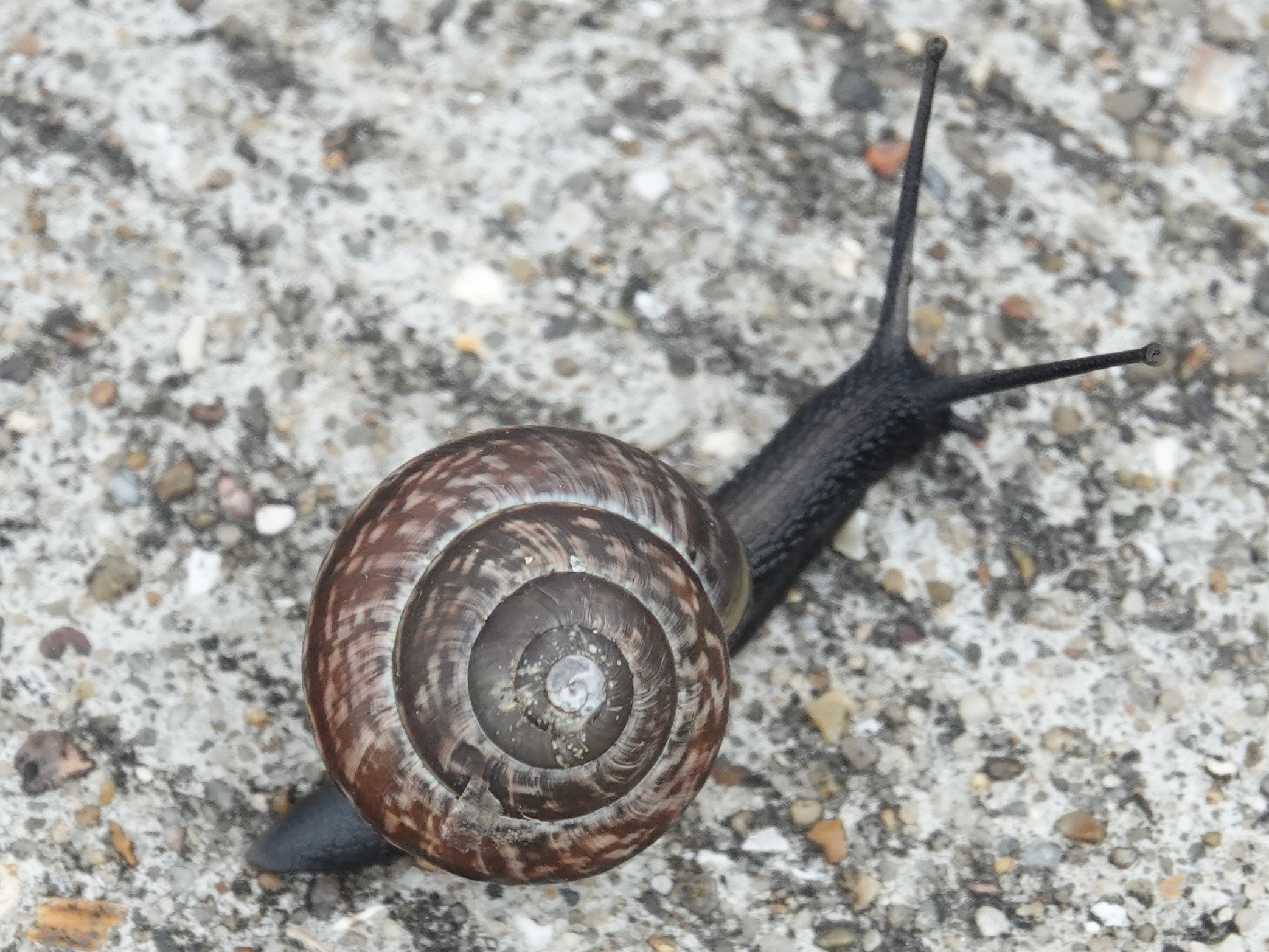 Heesterslak - Arianta arbustorum snail on concrete.