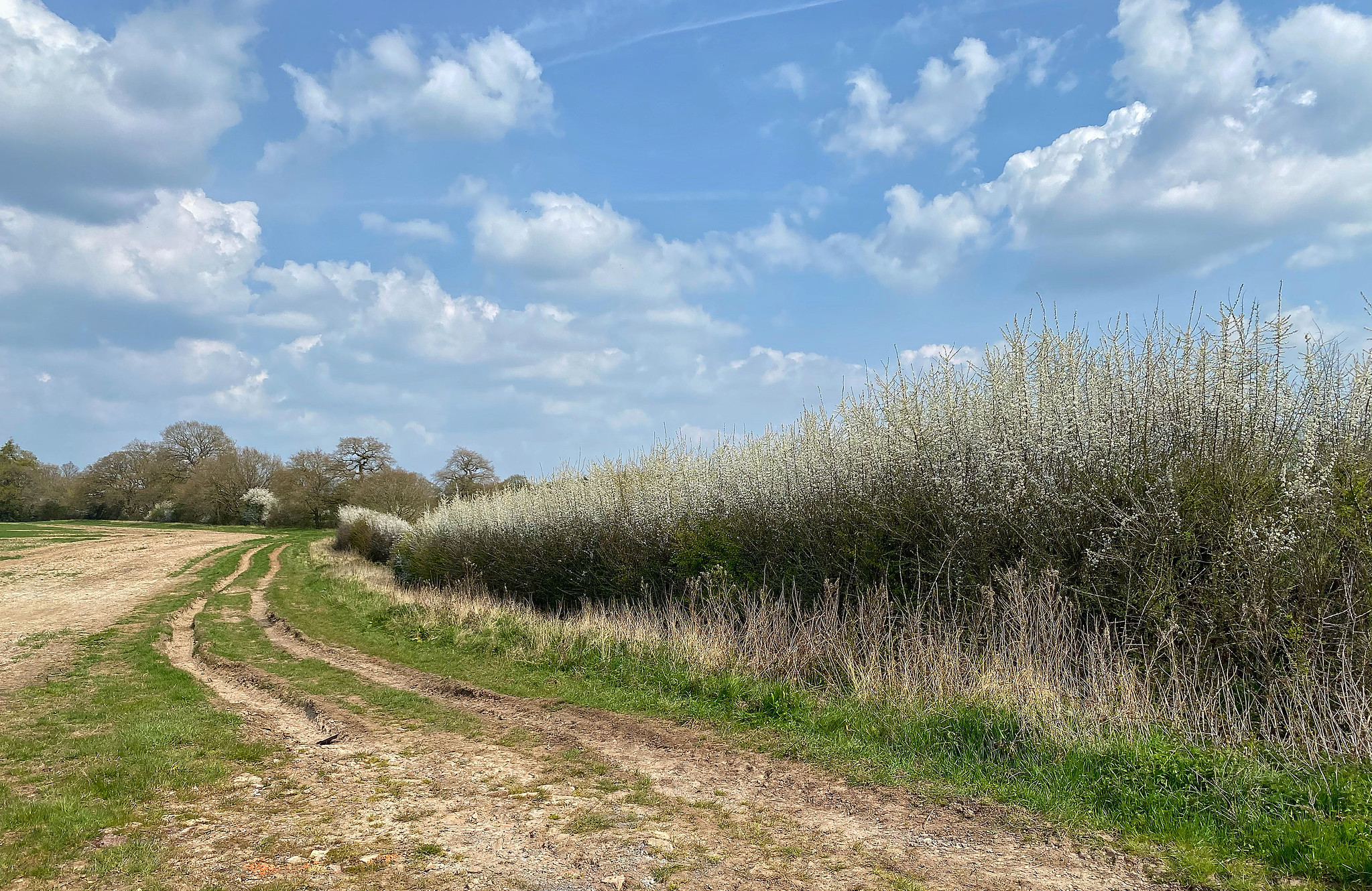 Farmland hedge leading towards a forest at the end of a farm track along the right-hand side of a field.