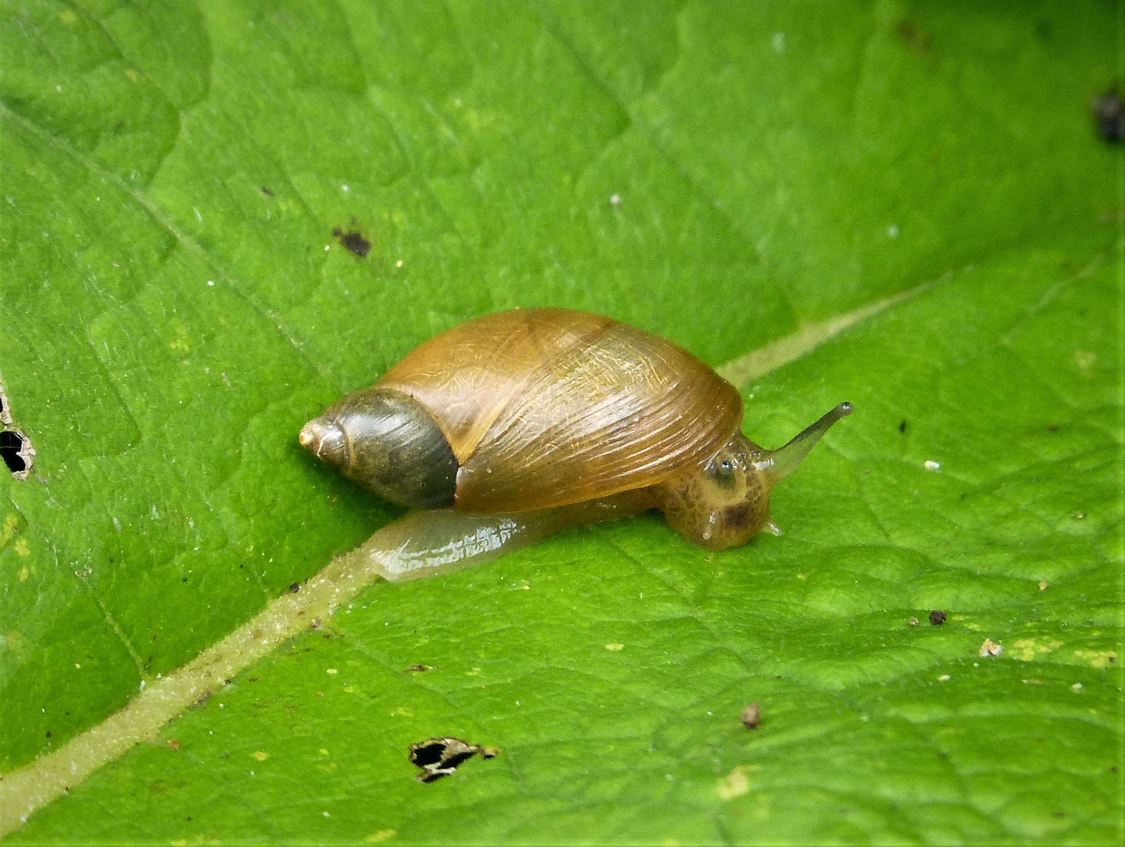 Succinea putris, large Amber Snail, on the fold of a green leaf.