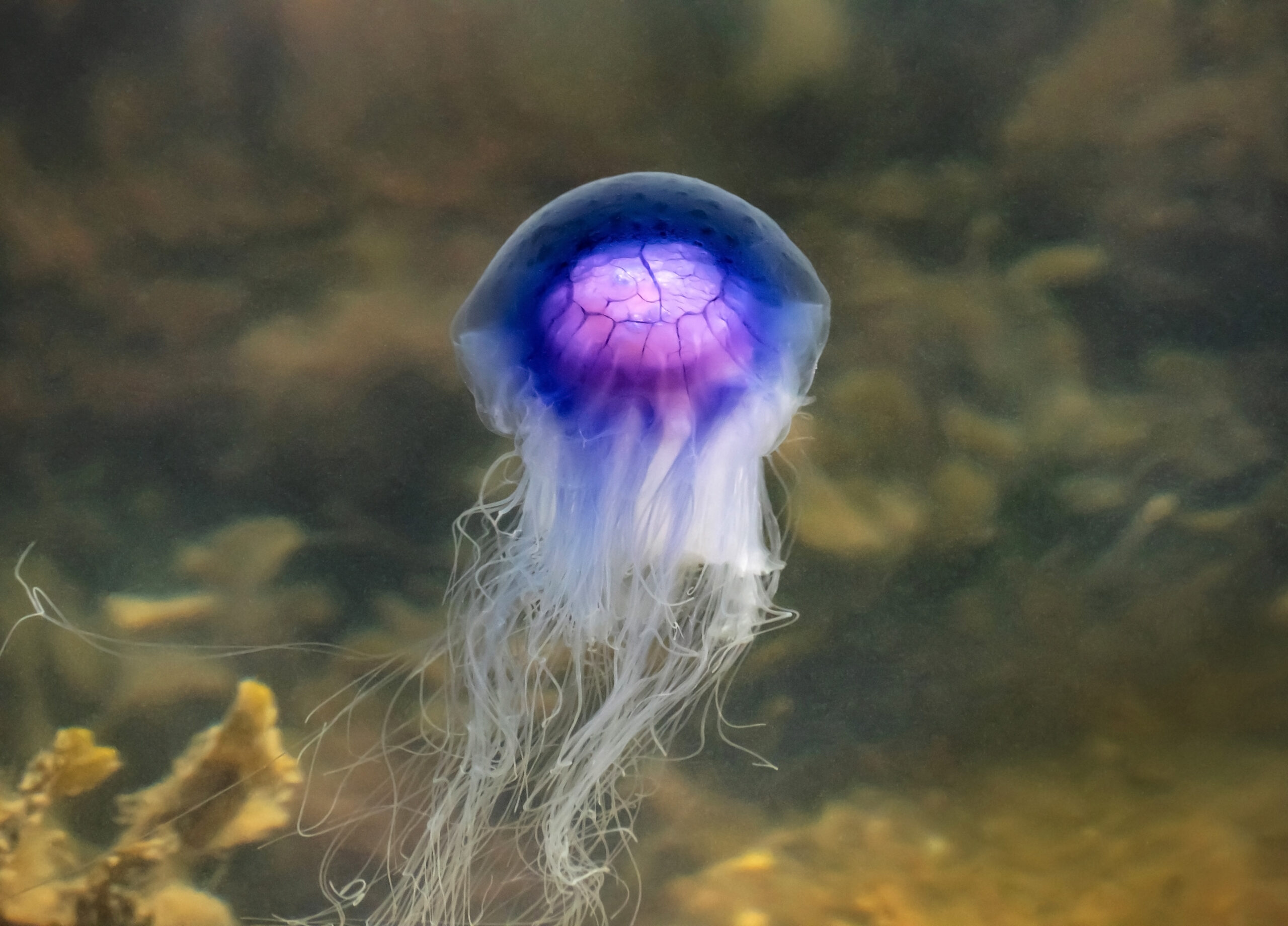 Bluefire jellyfish in Brofjorden at Sandvik.