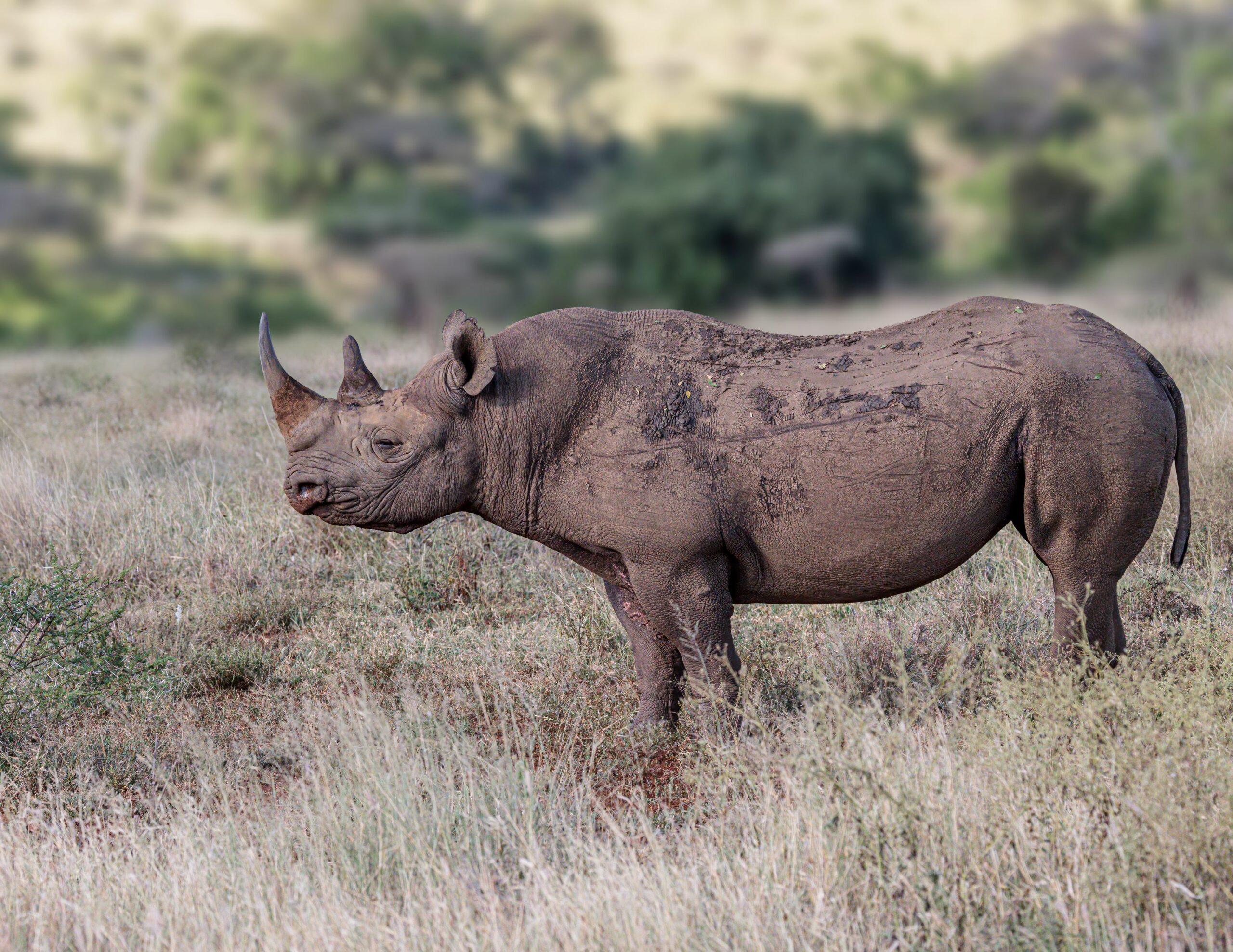 Black Rhinoceros stood in a plain full of grass.
