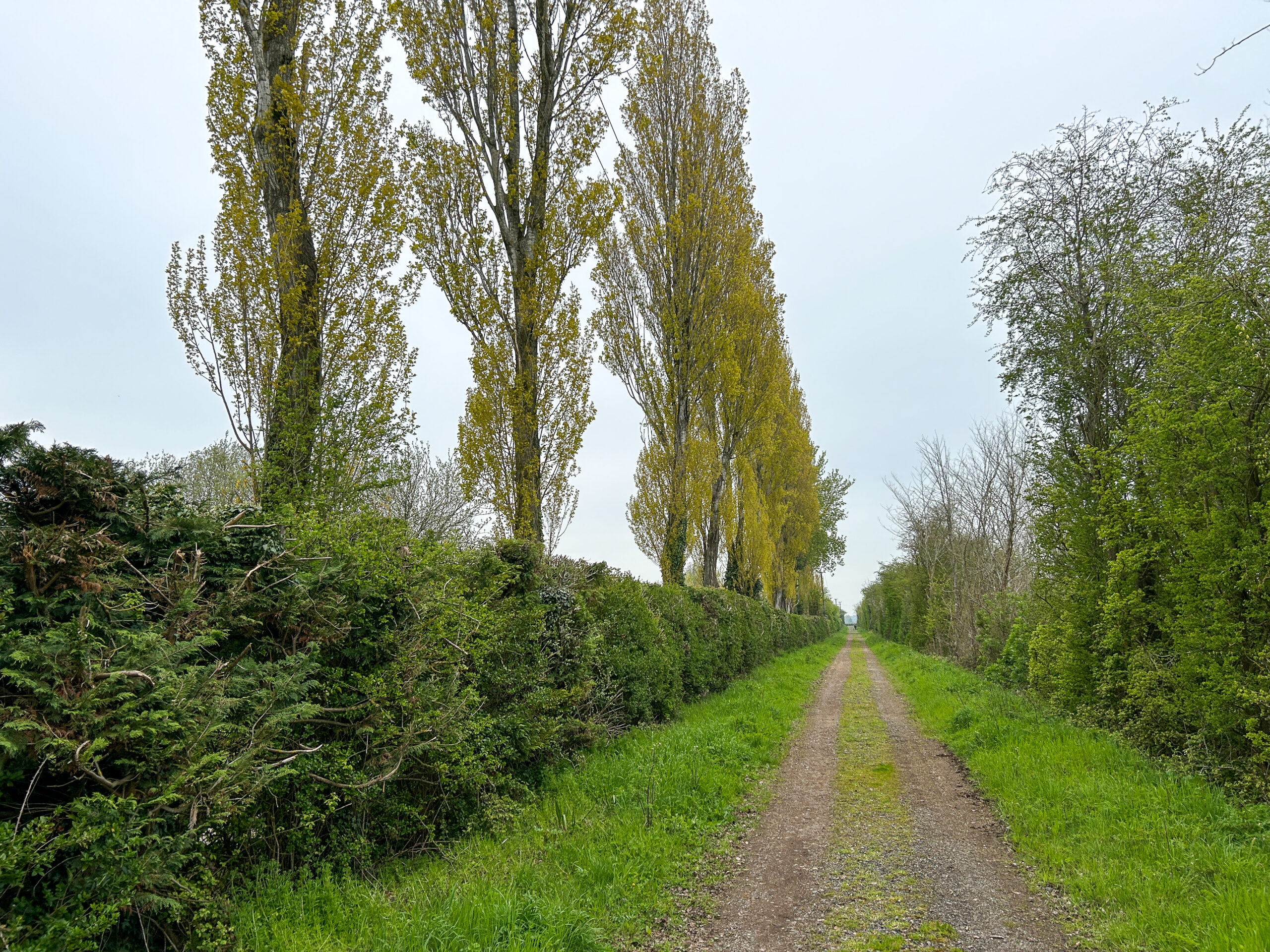 A dusty track running in a straight line with hedges on both sides and tall, narrow, straight trees behind the left hand hedge.