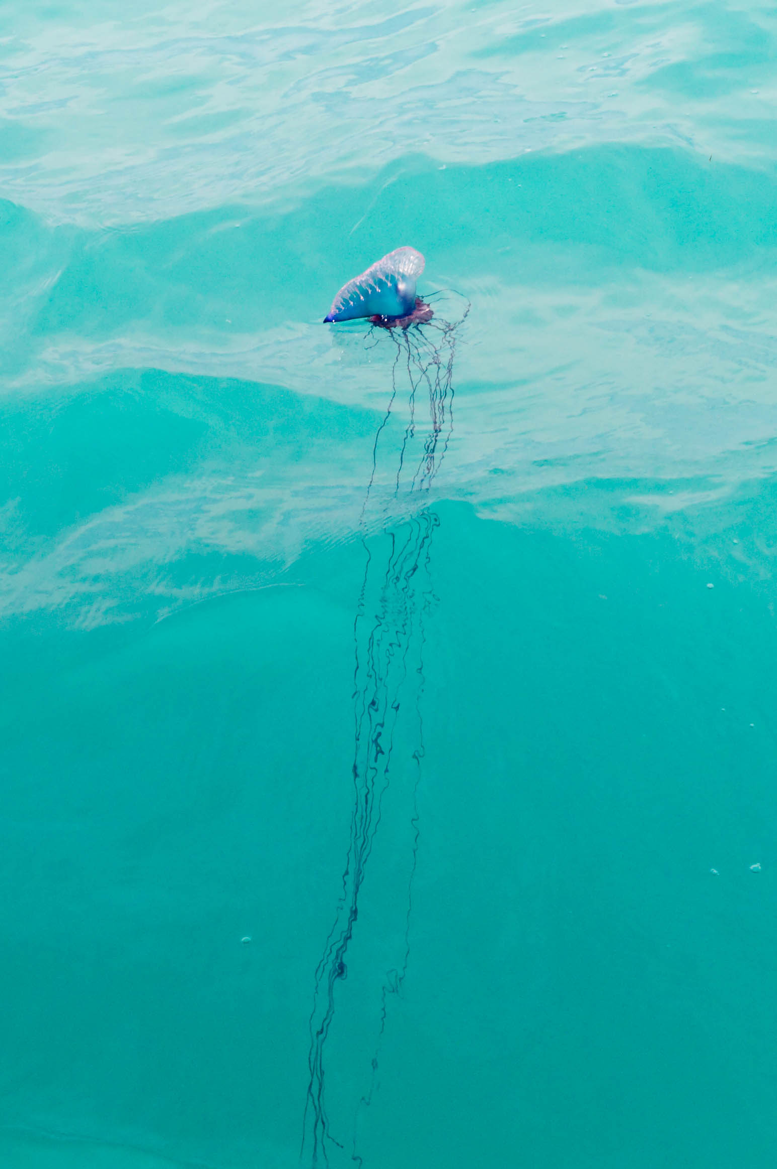 Portuguese man o' war swimming on the surface.