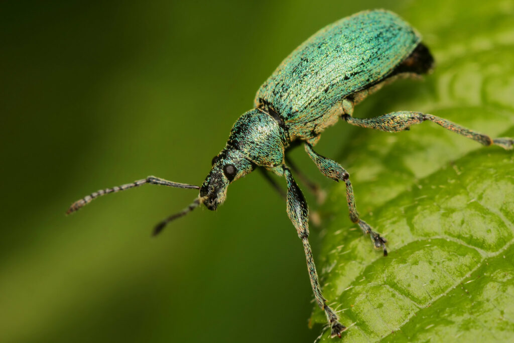 Phyllobius pomaceus - Green Nettle Weevil on the edge of a leaf.