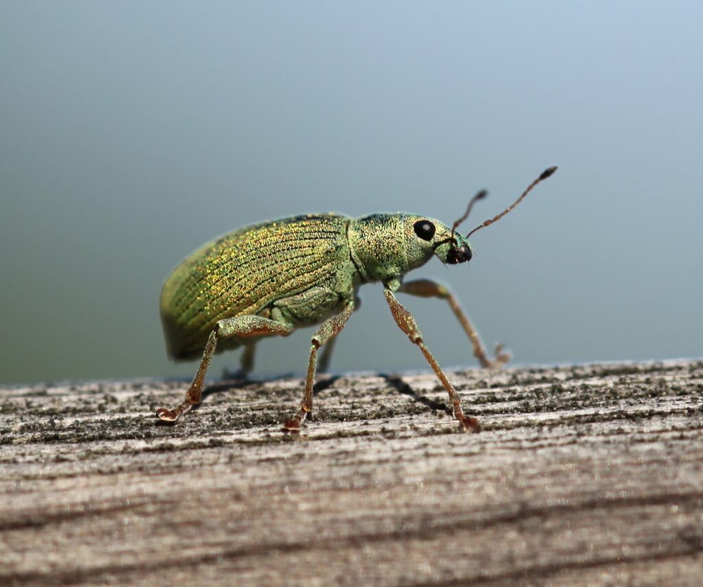 Green Immigrant Leaf Weevil walking from left to right across some wood.