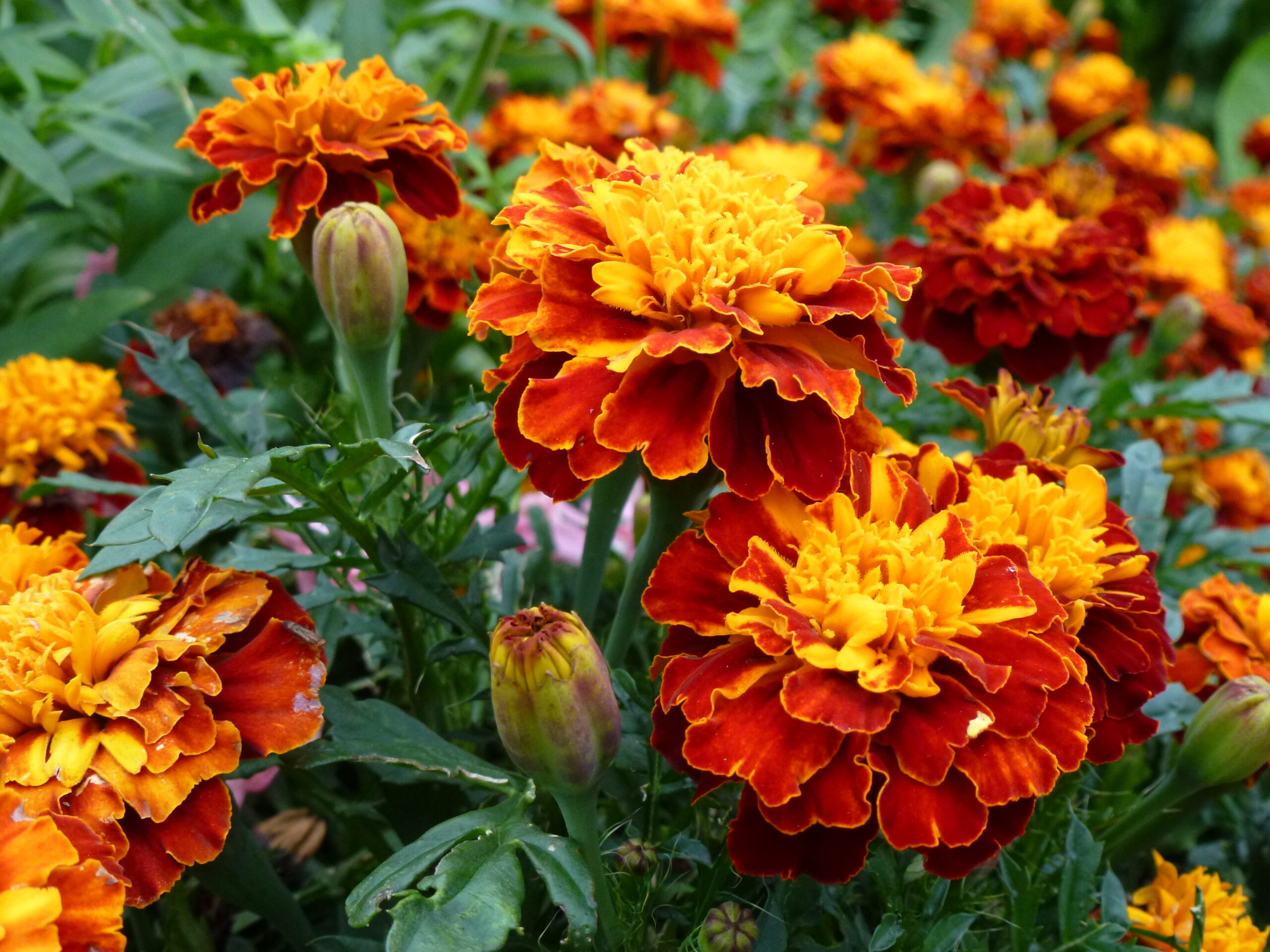 Close up photograph of orange and red tagetes (french marigolds).