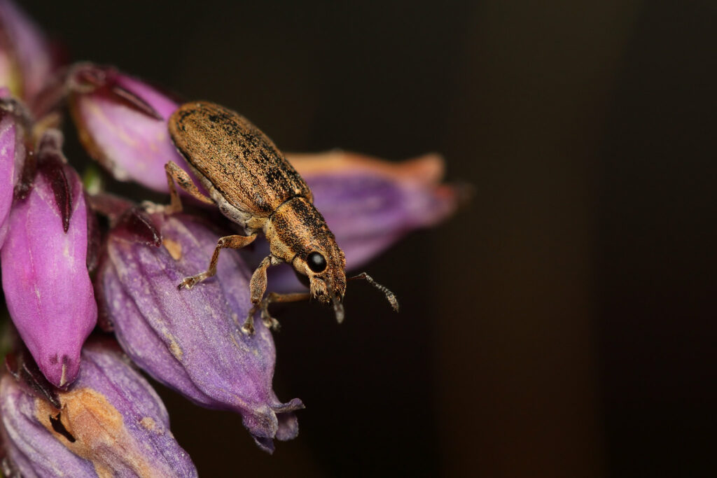 Pea Weevil - Sitona lineatus - on a pink flower head.