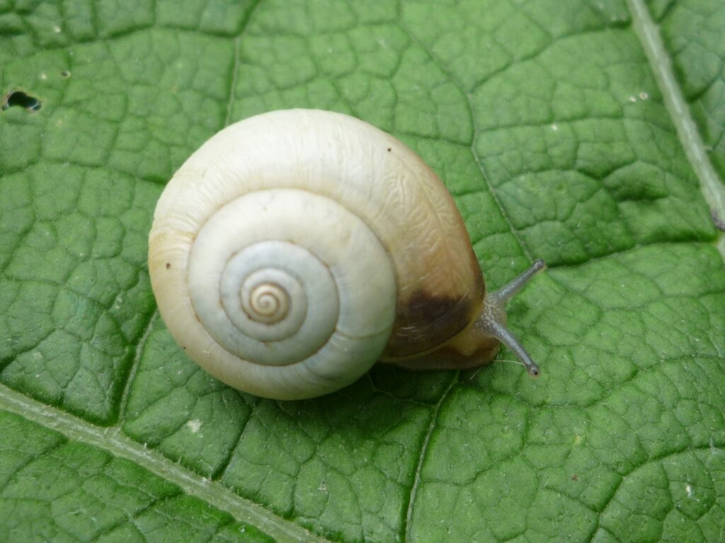 Kentish Snail (Monacha cantiana) on a green leaf.