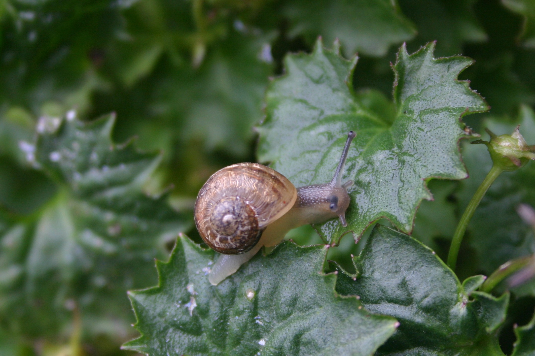 Garden Snail on a leaf in a garden.