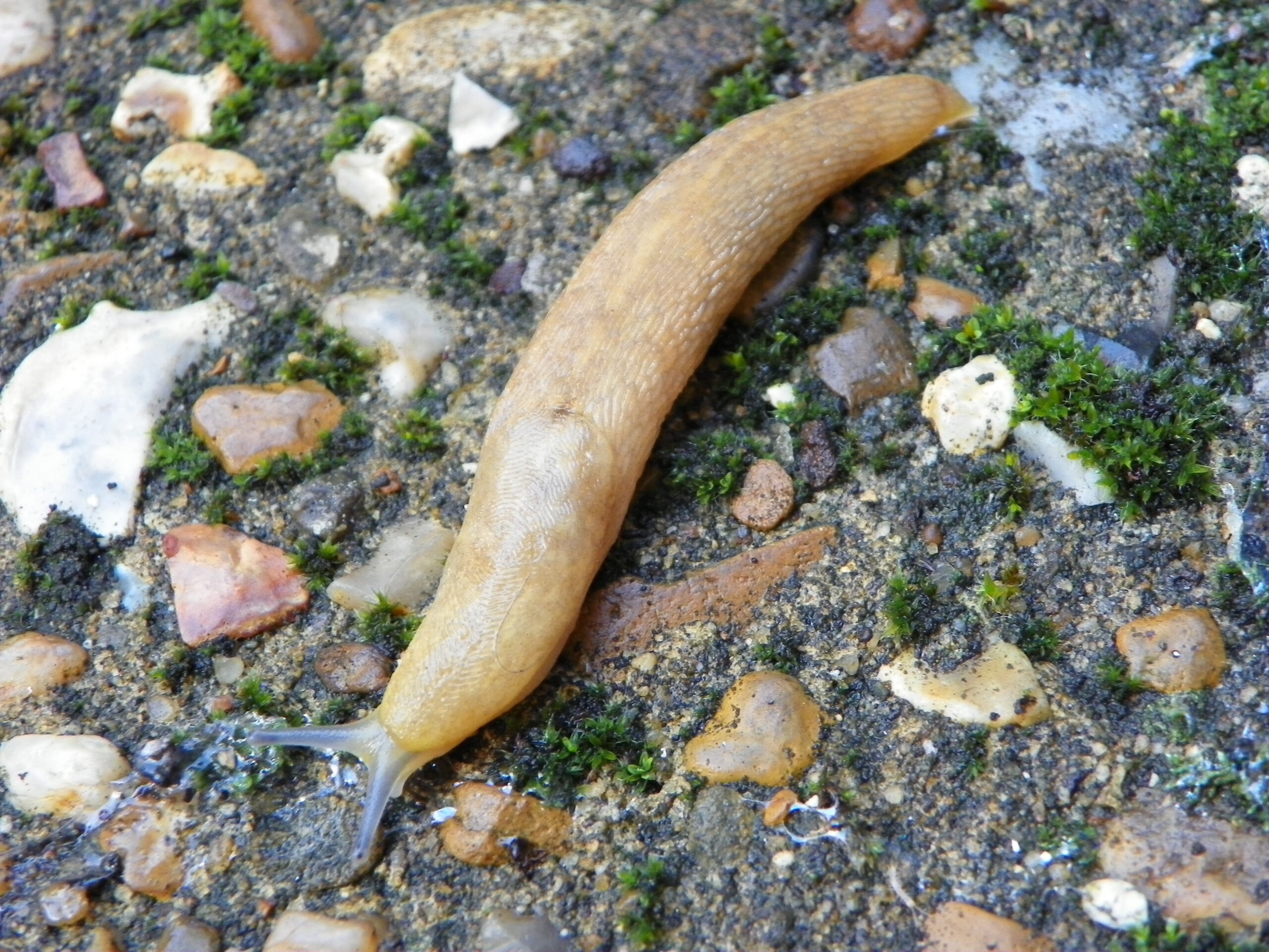 Yellow Slug (Limax flavus) in a back garden.
