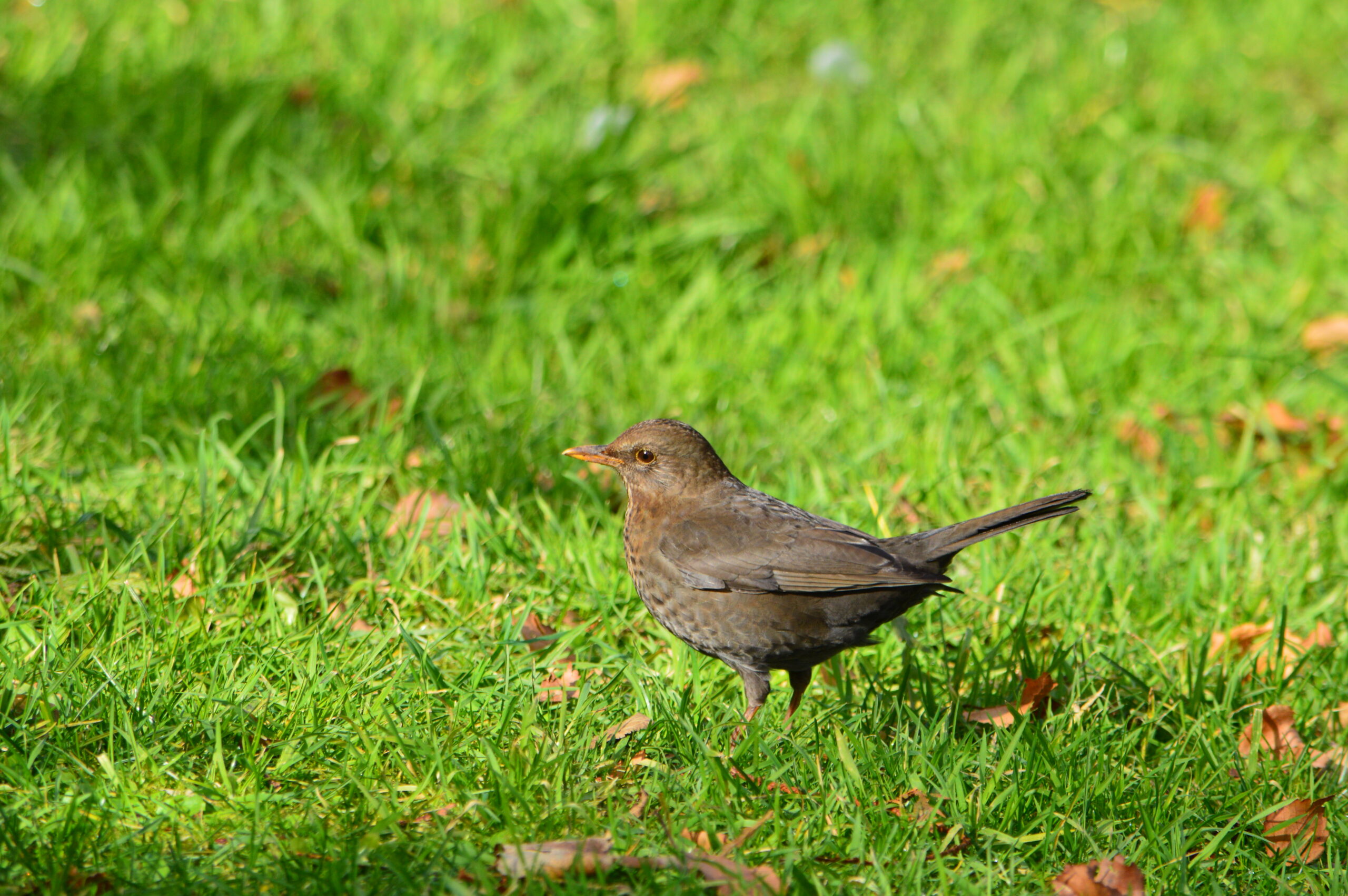 Female Blackbird stood on grass covered in leaves.